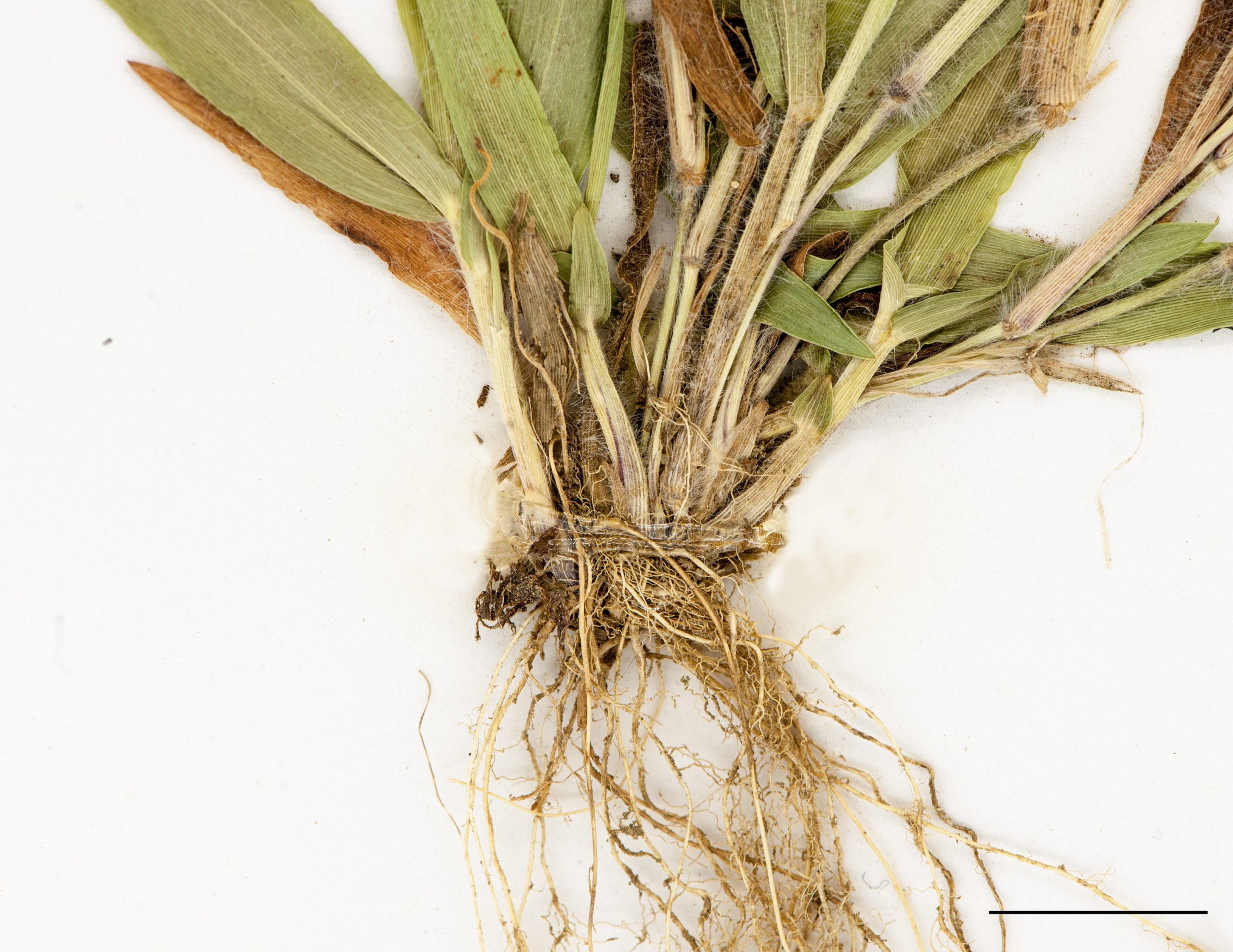 Base du plant et racines fibreuses