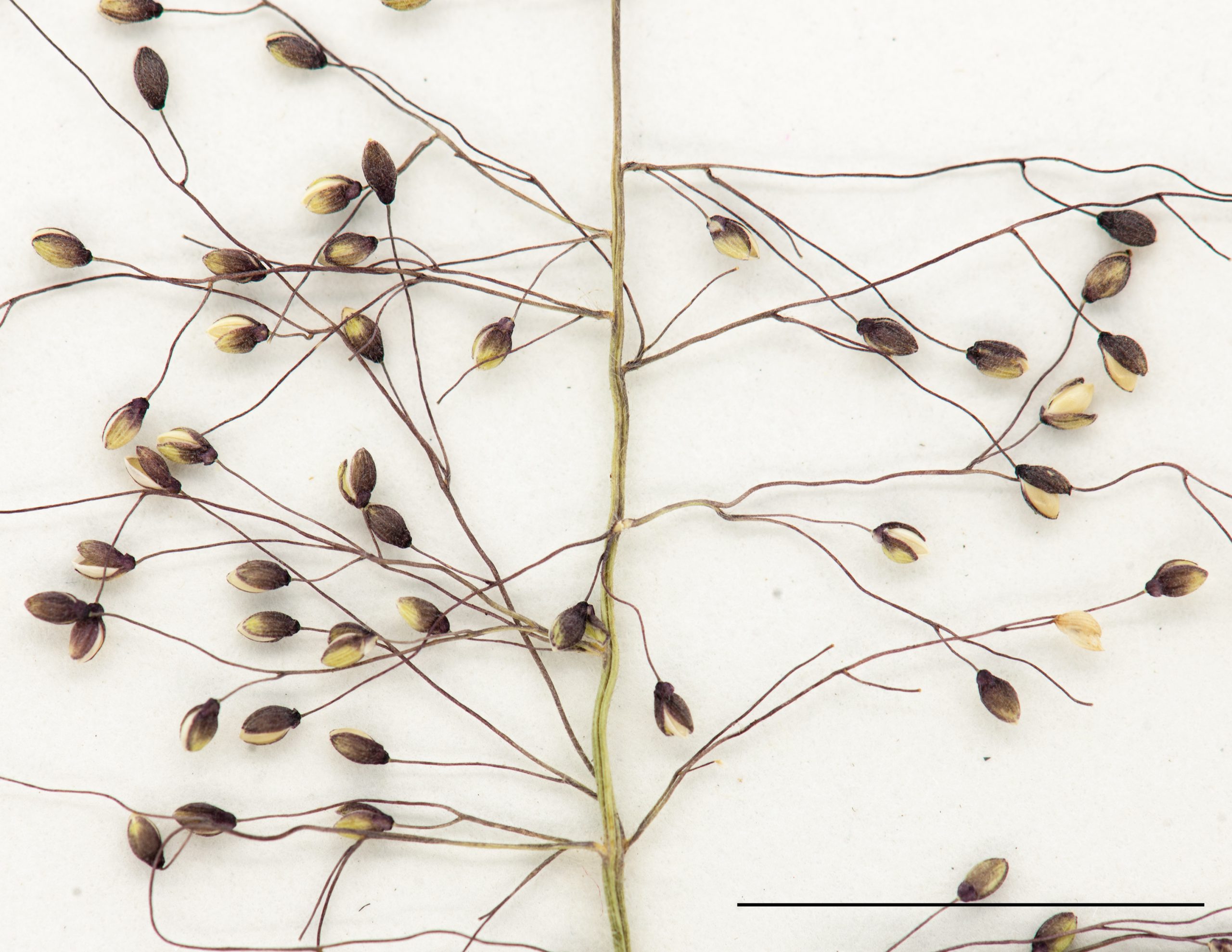 Section de l'inflorescence