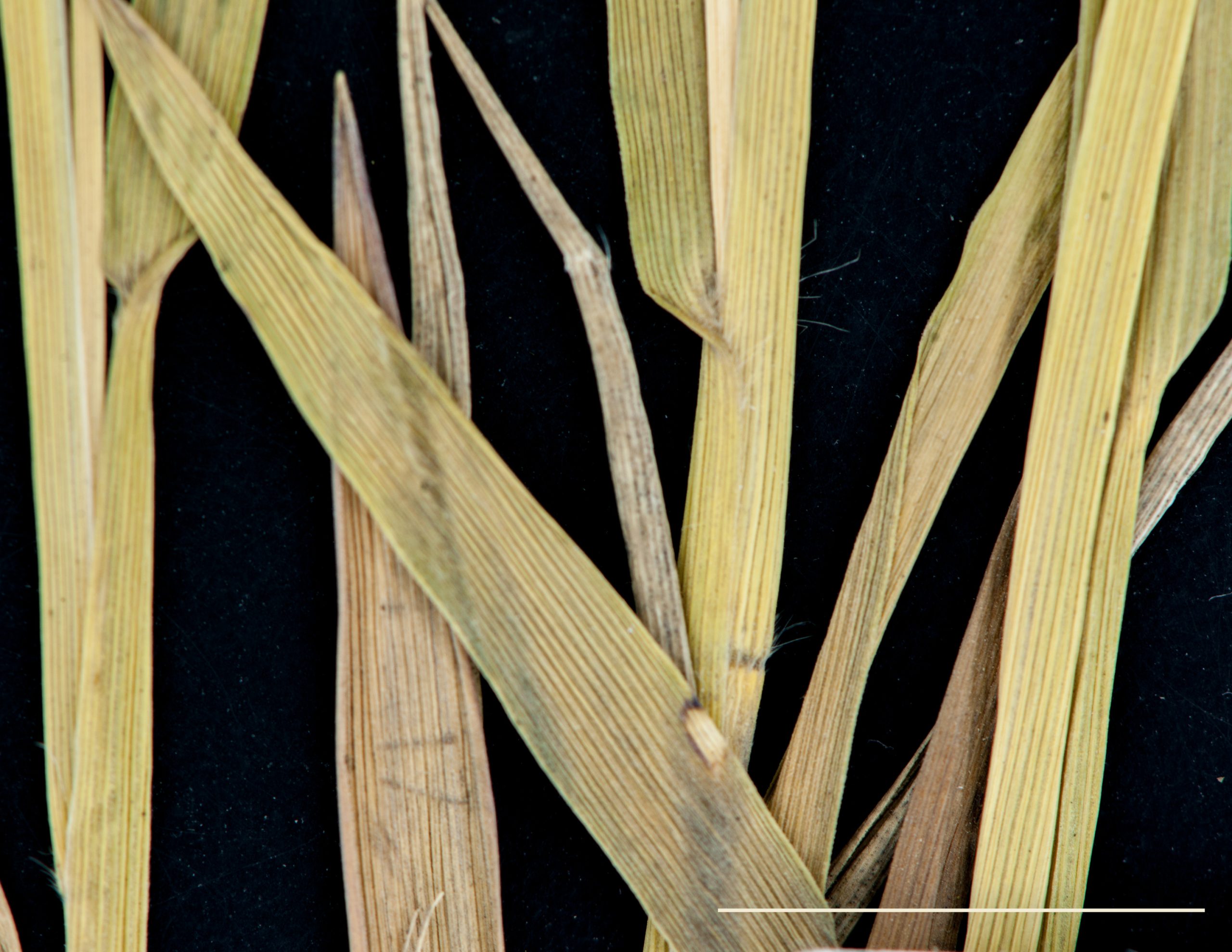 Détail du limbe, gaine et ligule