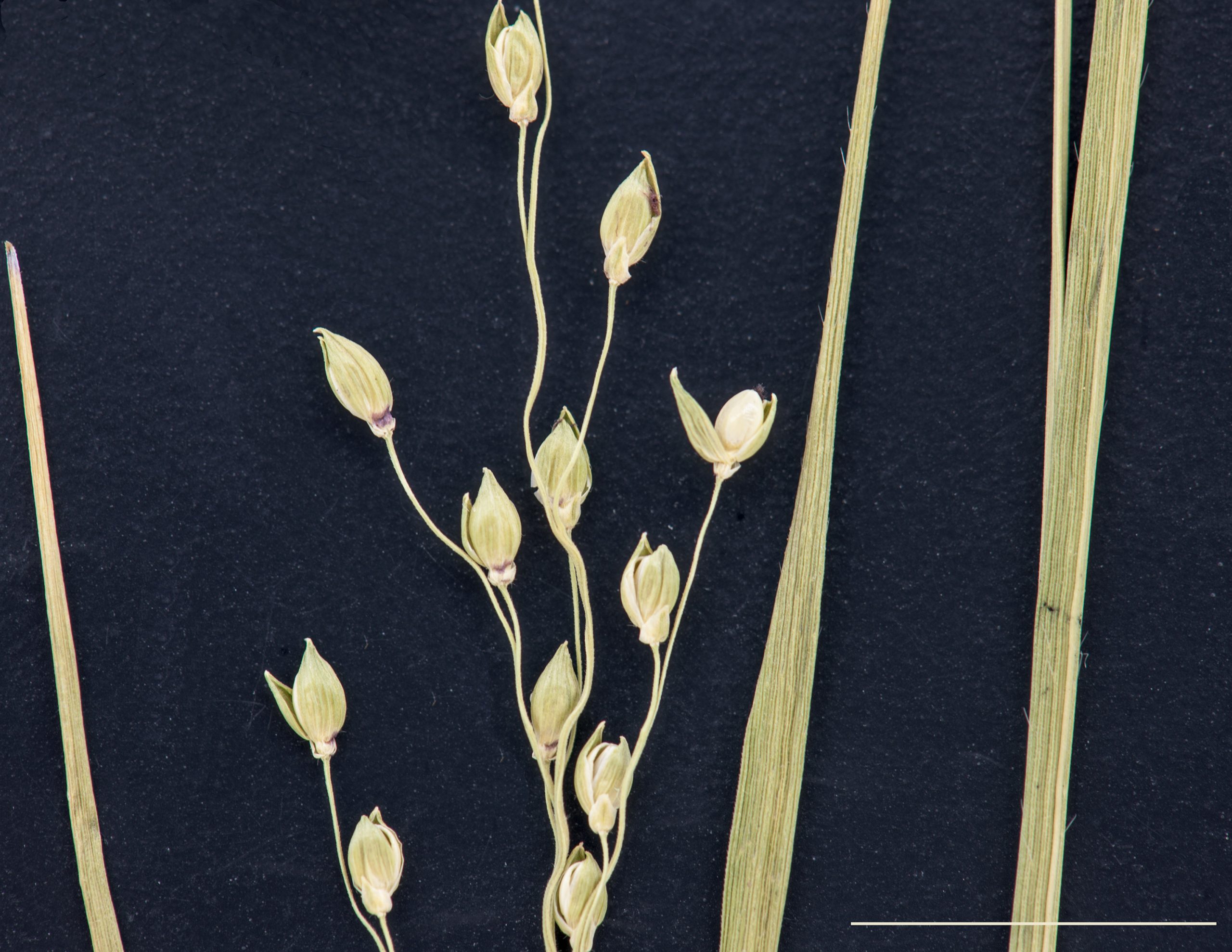 Épillets, section de panicule