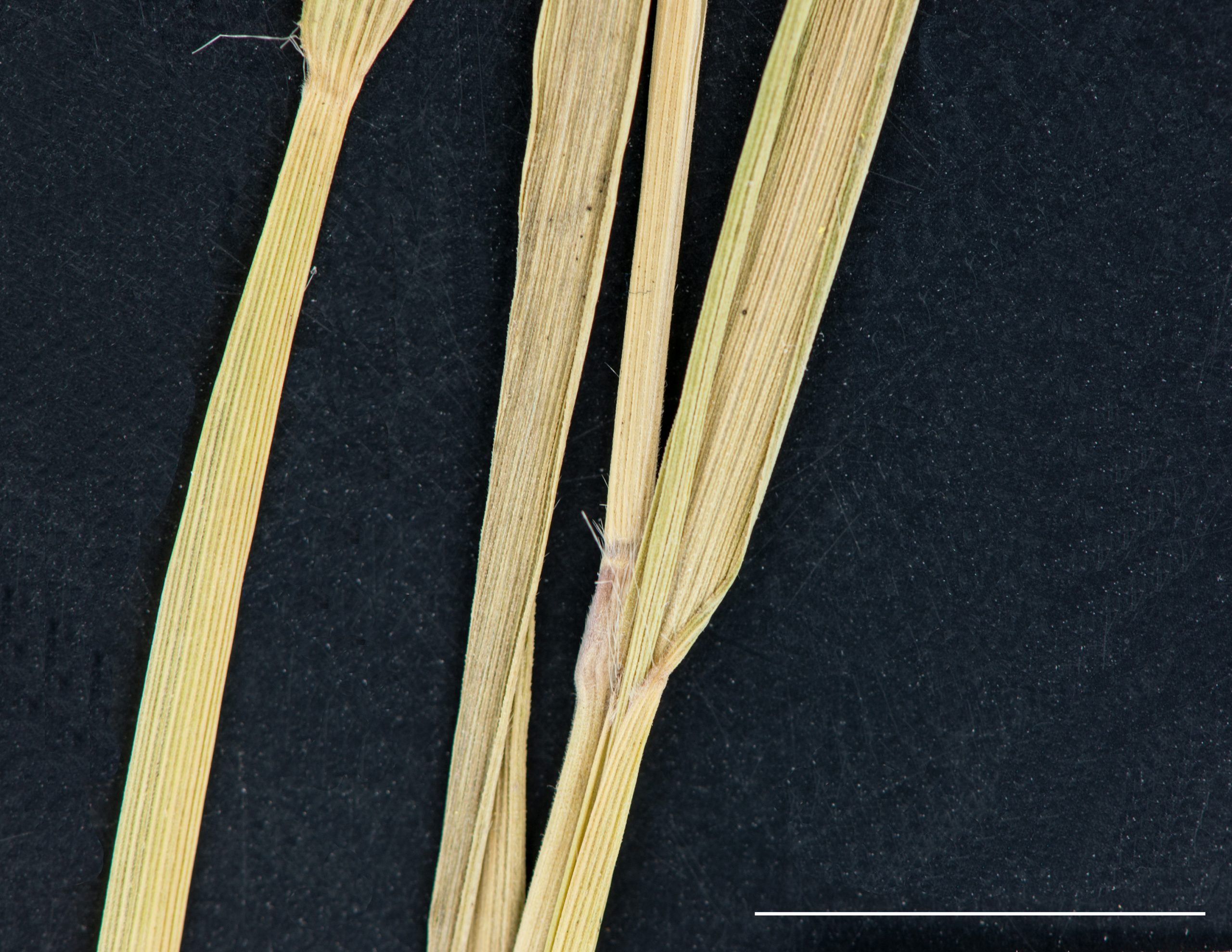 Marge du limbe et nœud cilié