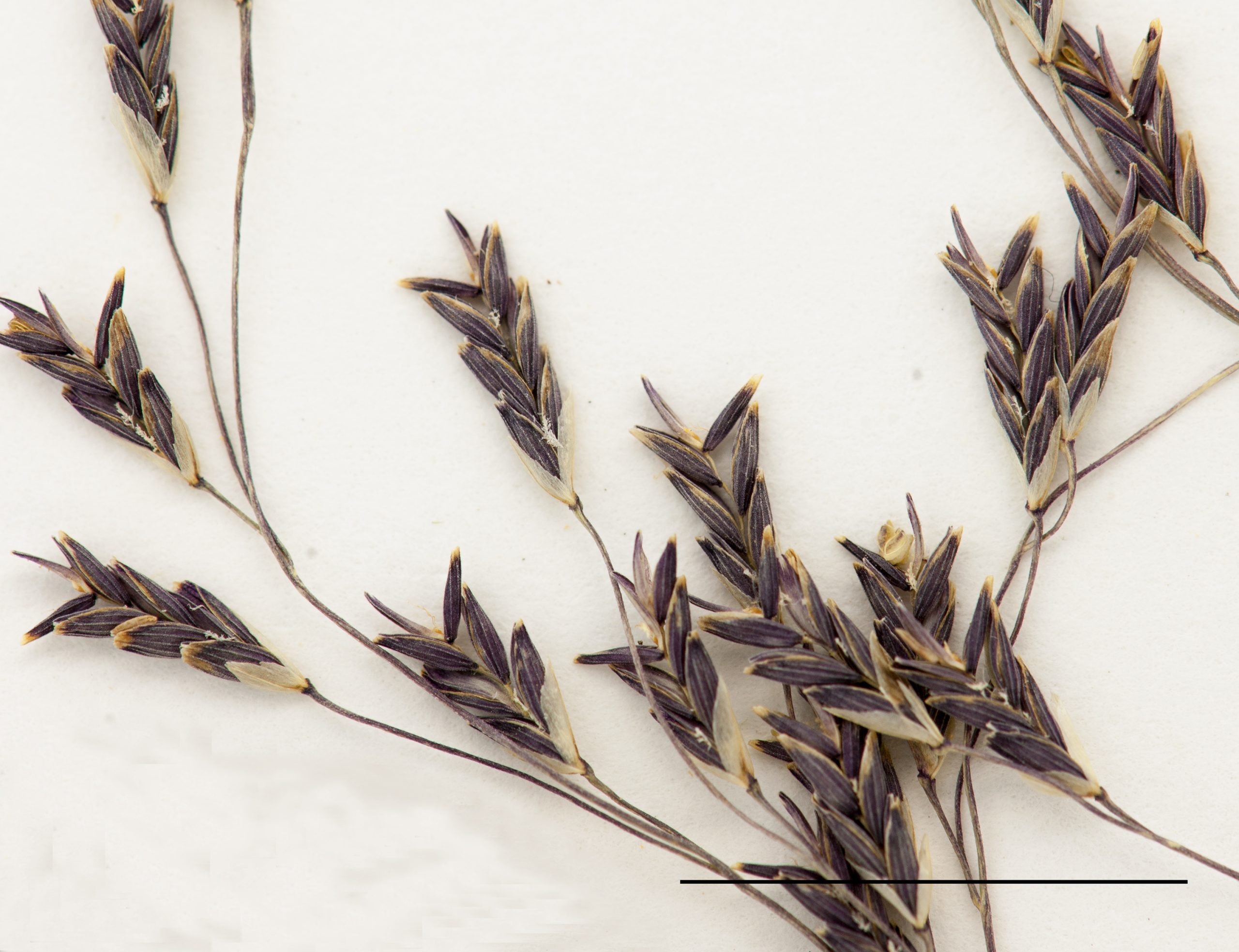 Section d'une panicule, épillets pluriflores