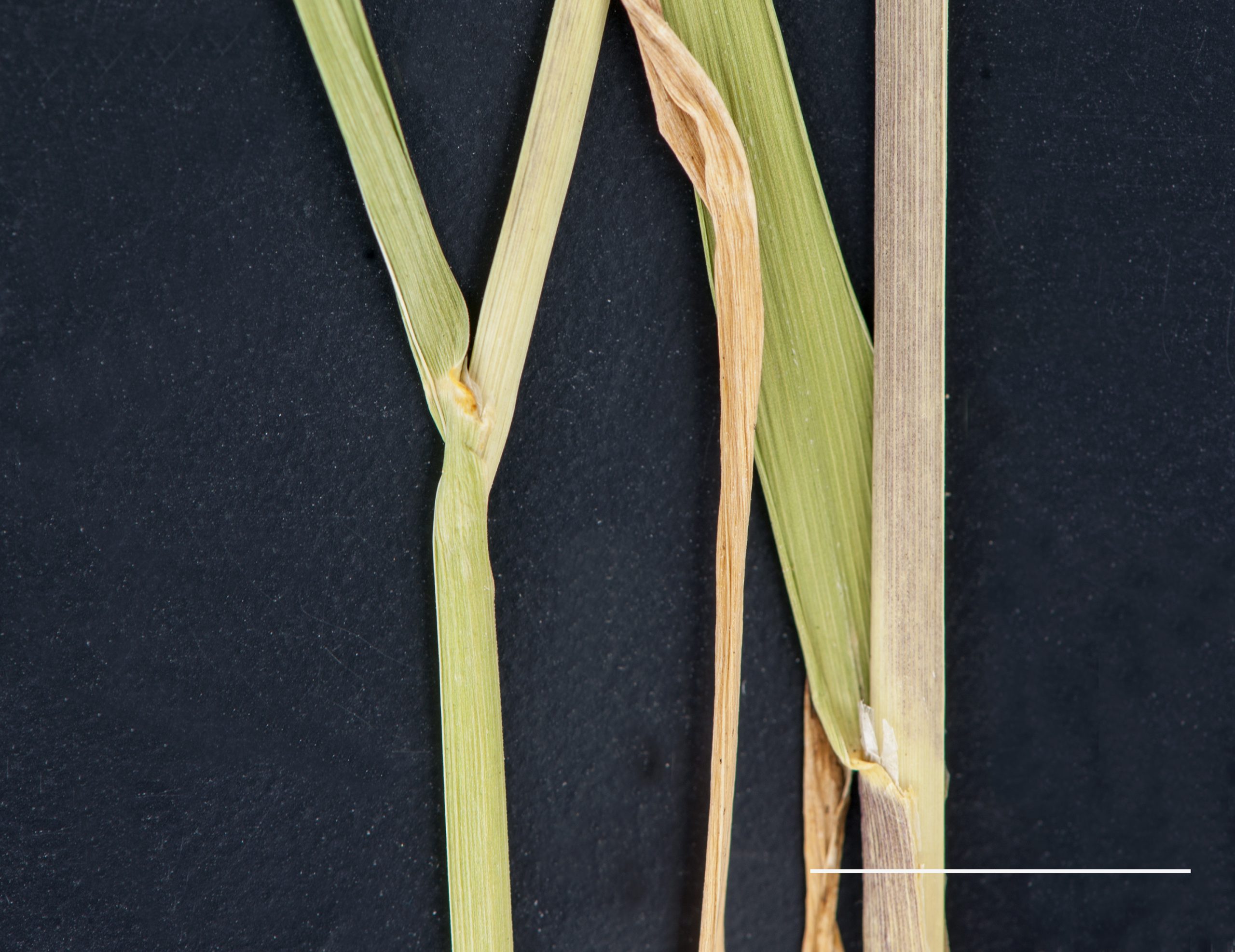 Gaine glabre. ligule membraneuse
