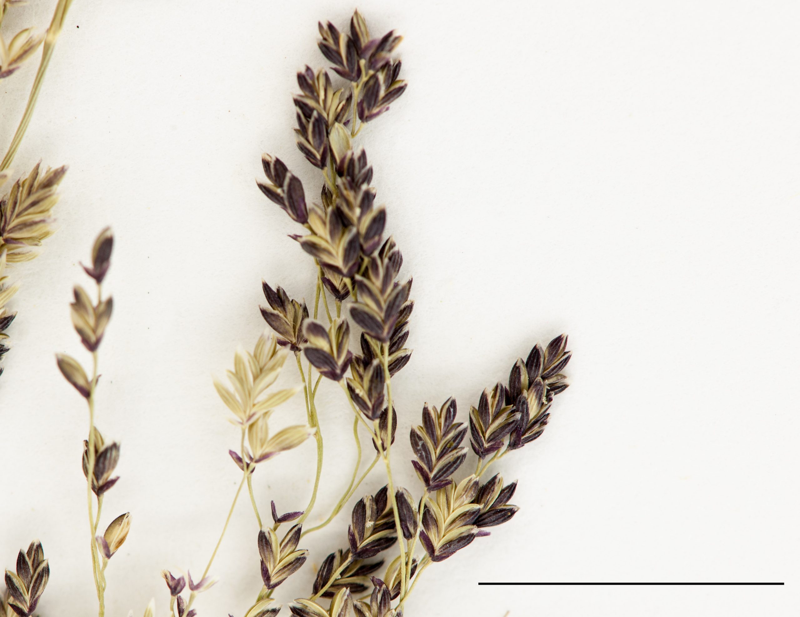 Section d'une panicule, épillets pluriflores