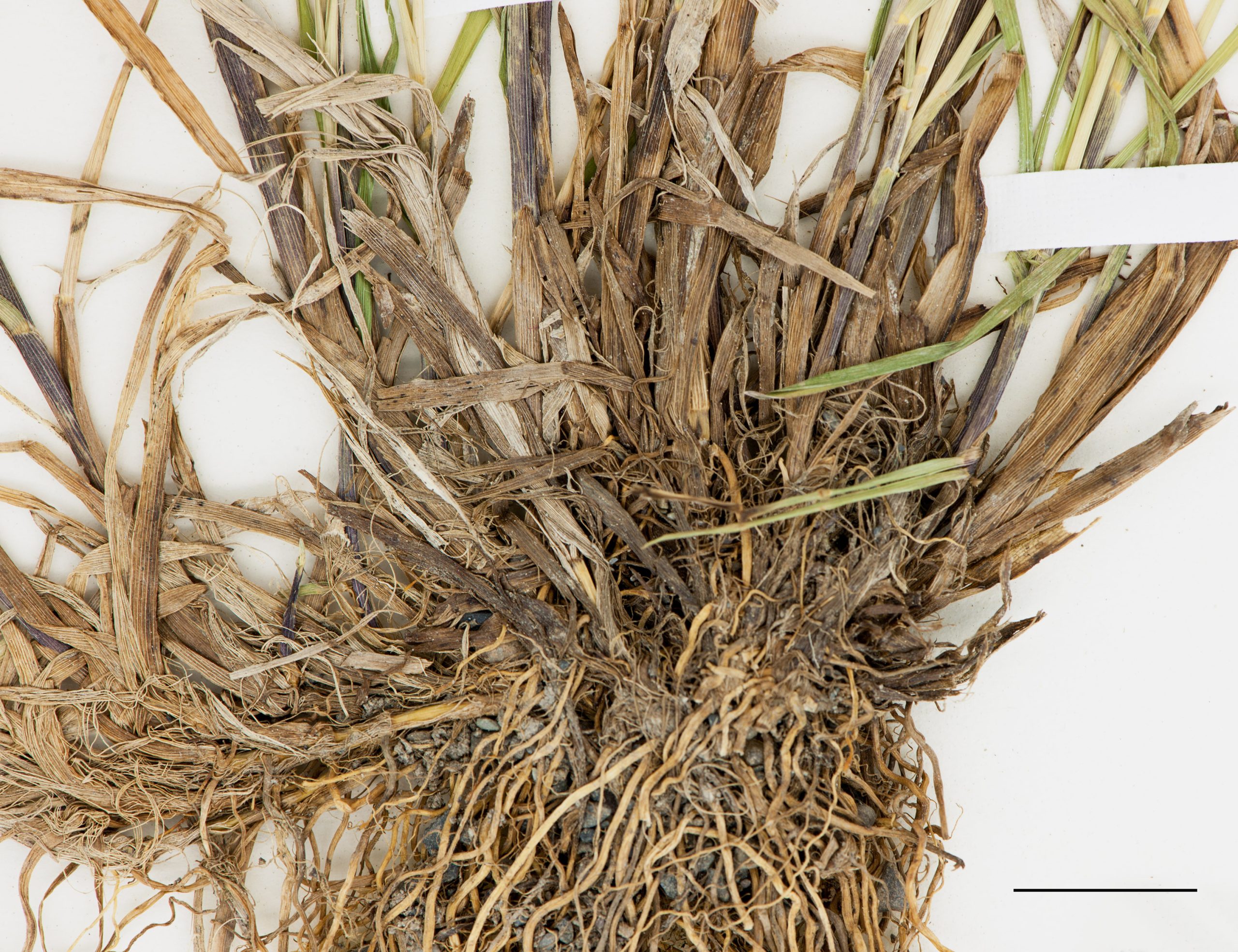 Rhizomes courts et racines fibreuses