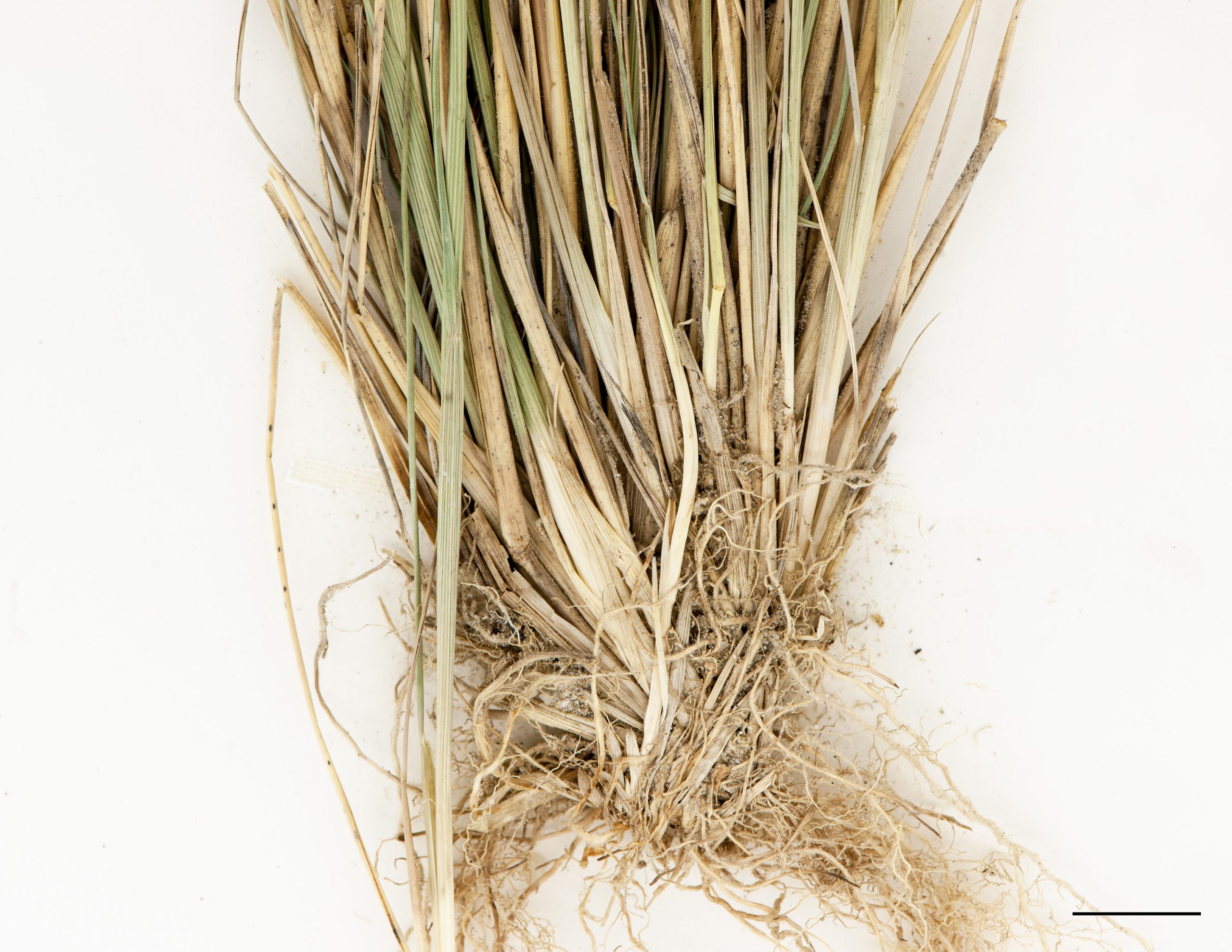 Base d'un plant, Rhizomes courts et racines fibreuses