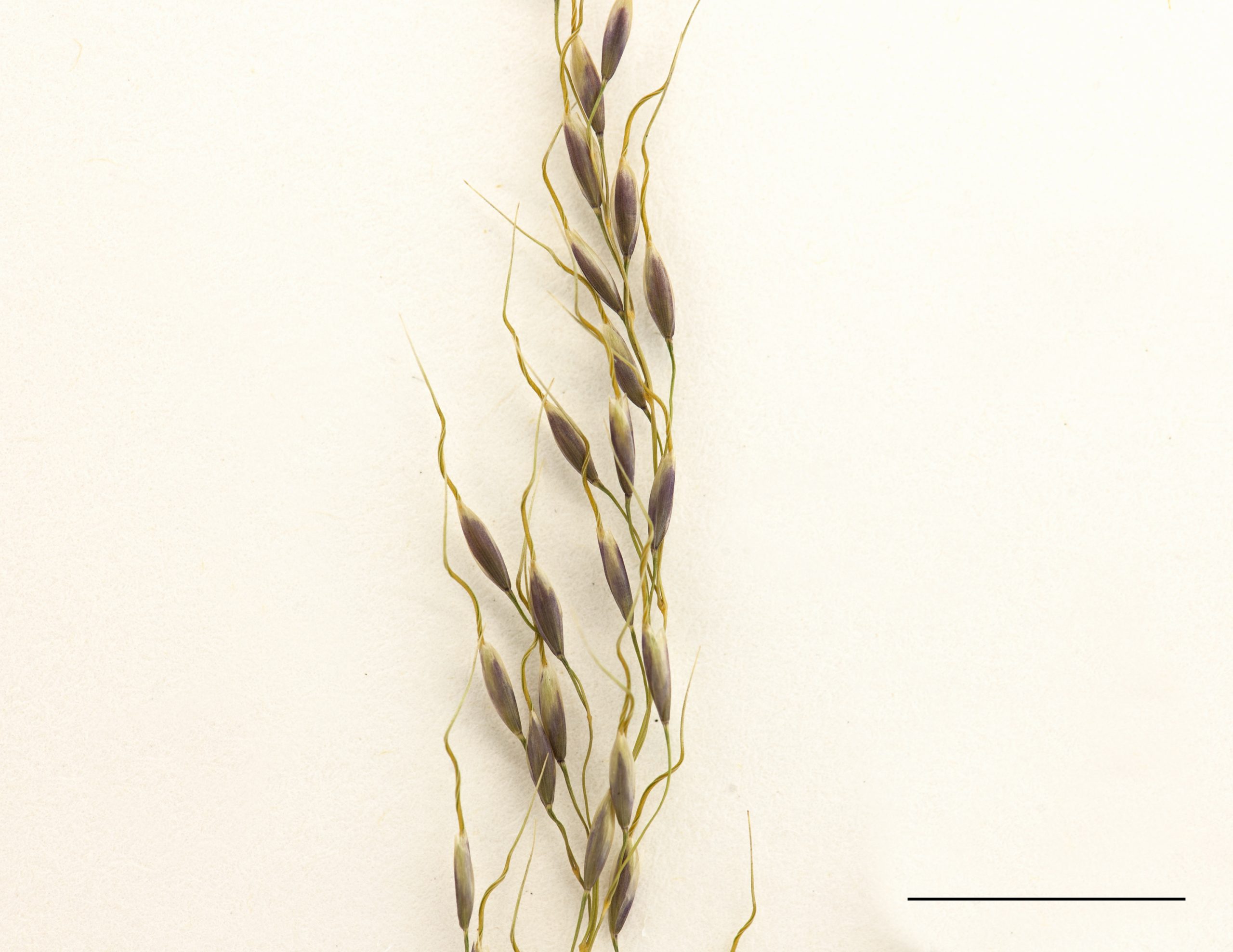 Section d'une panicule, épillets uniflores, lemme terminé par une arête