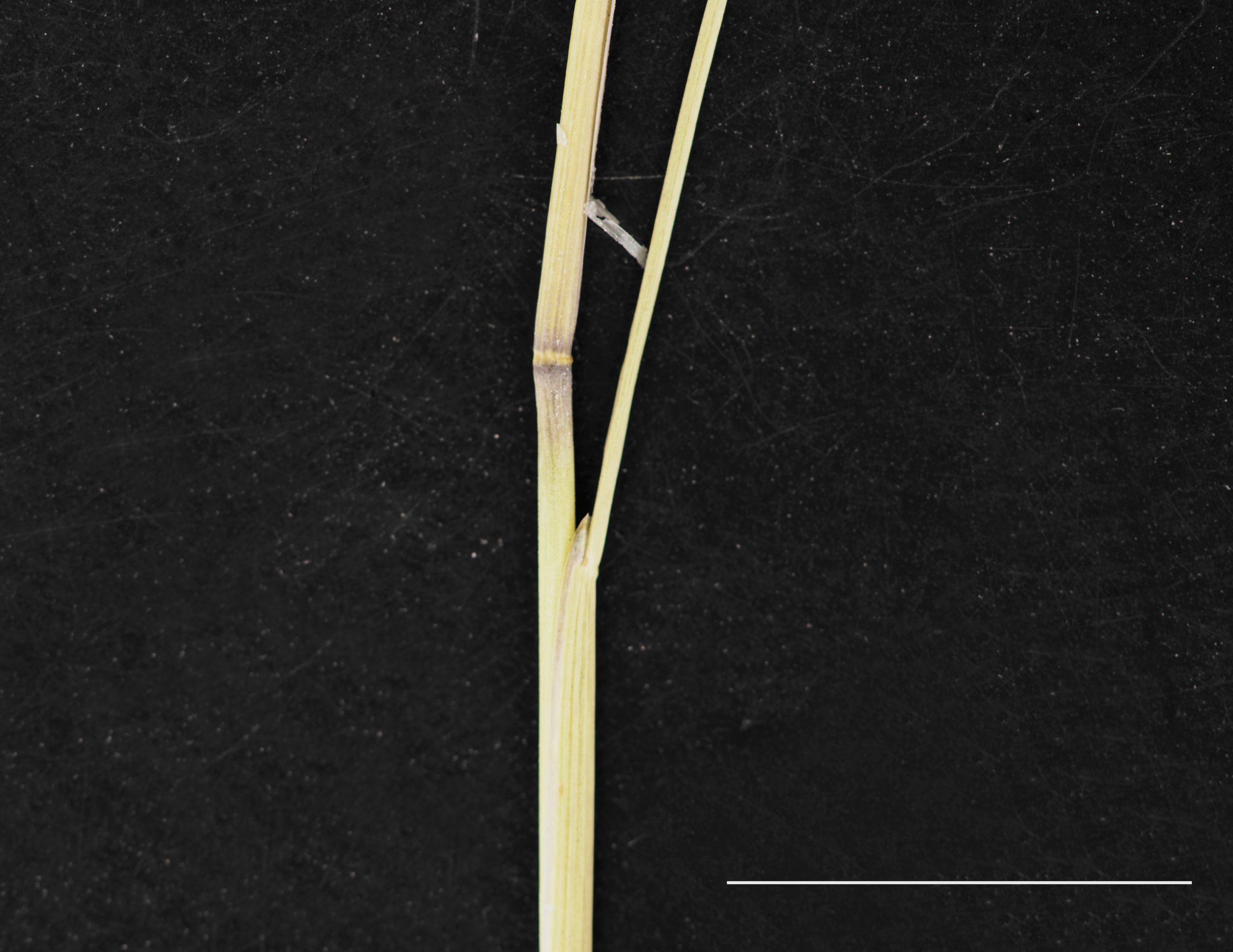 Gaine glabre, ligule membraneuse