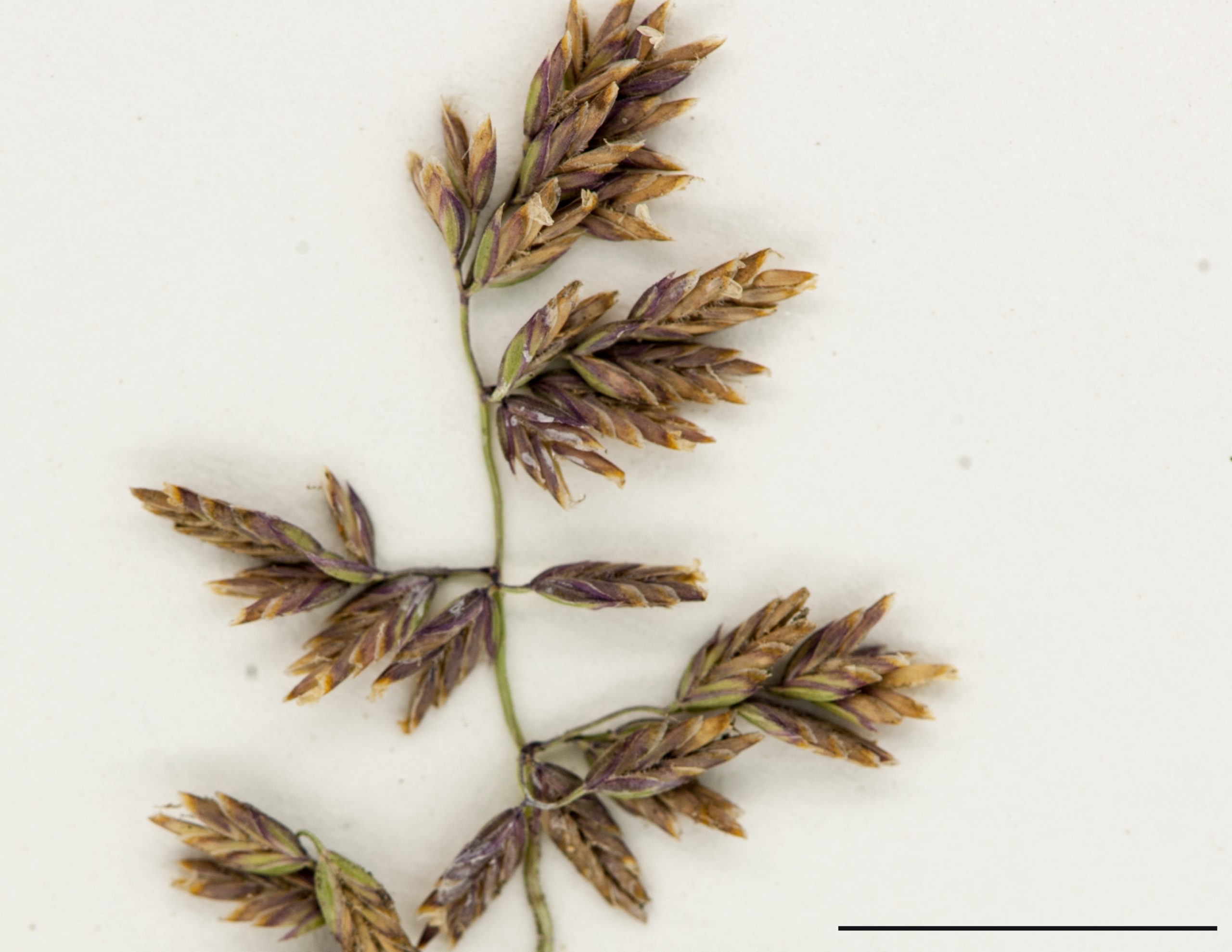 Section d'une panicule, épillets pluriiflores