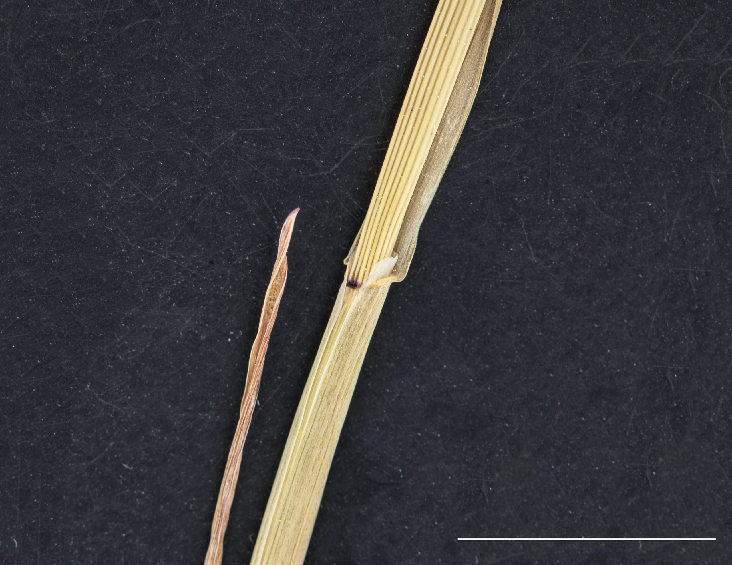 Ligule membraneuse, limbe et gaine glabre