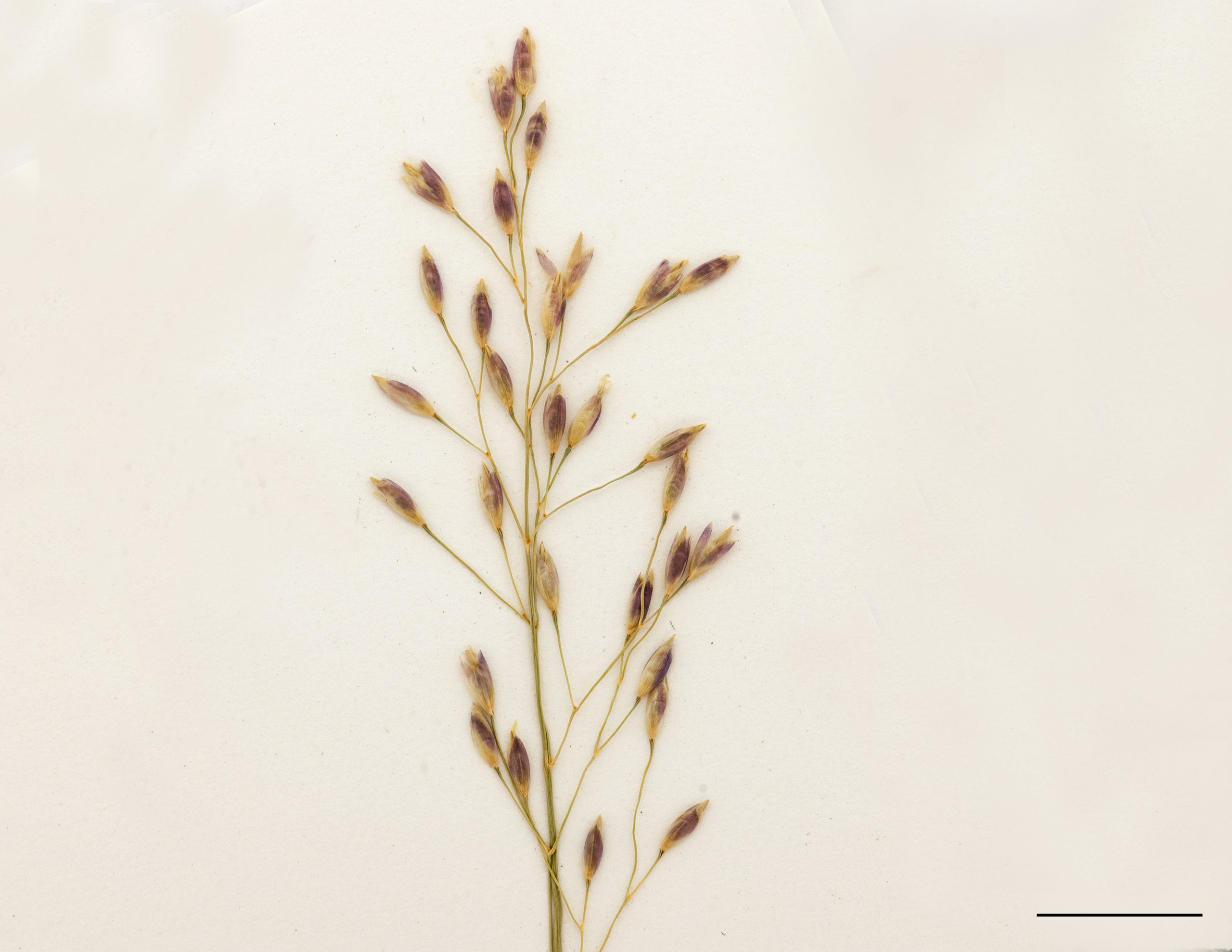 Section d'une panicule, épillets uniflores