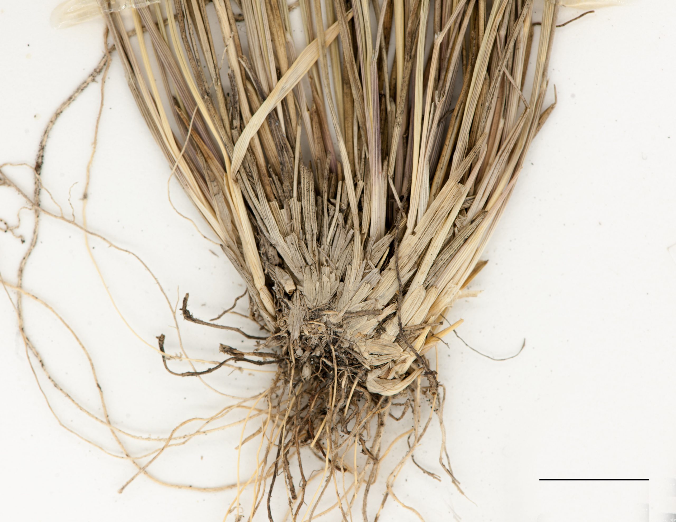 Base d'un plant, racines fibreuses