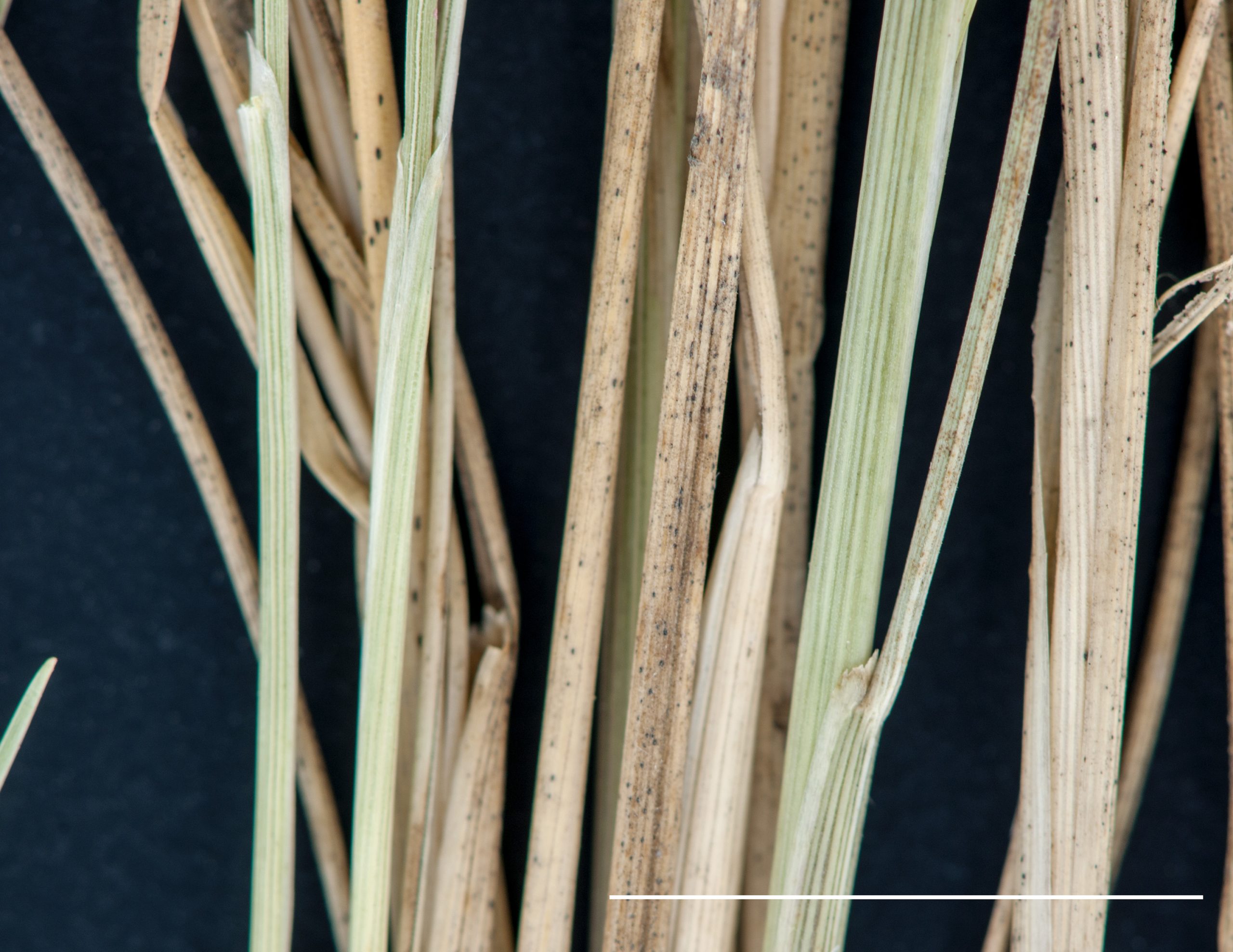 Tige dressée, ligule membraneuse, limbe et gaine glabre