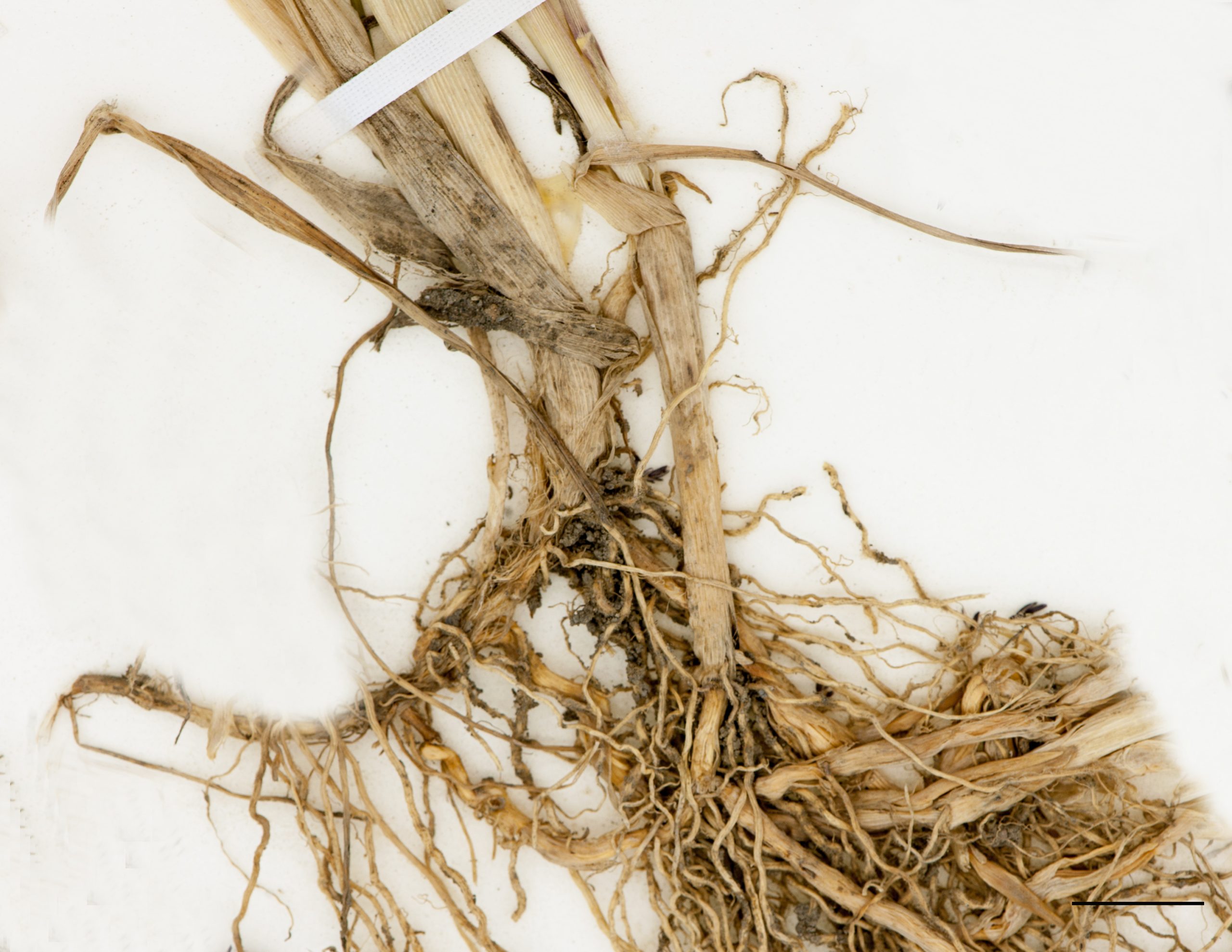 Rhizomes écailleux, racines fibreuses