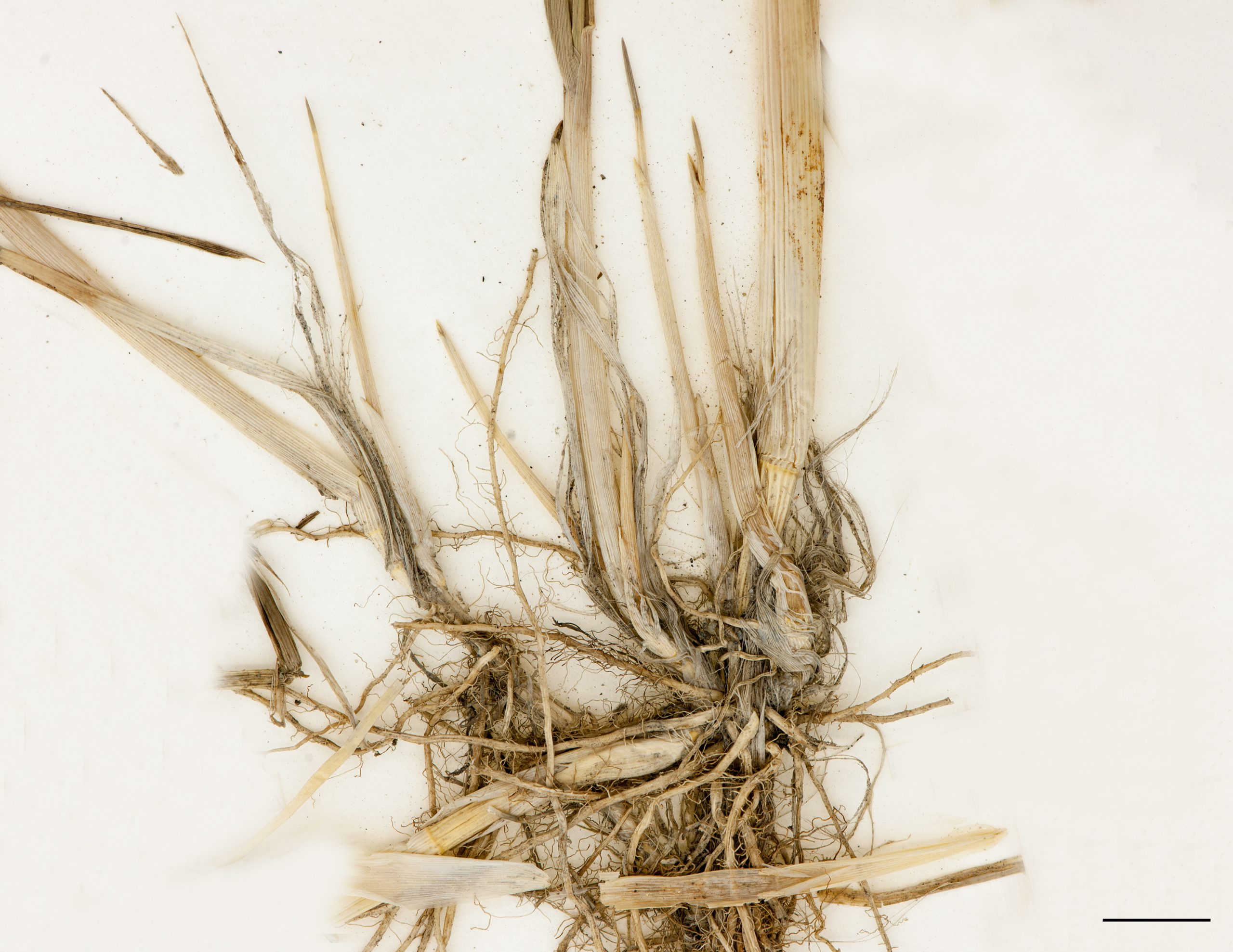 Rhizomes et racines fibreuses