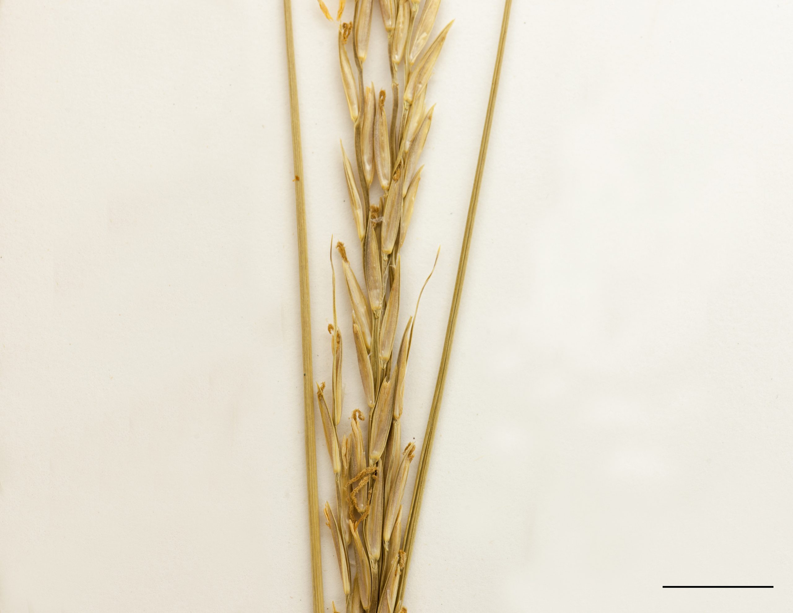 Section d'une inflorescence, épillets uniflores