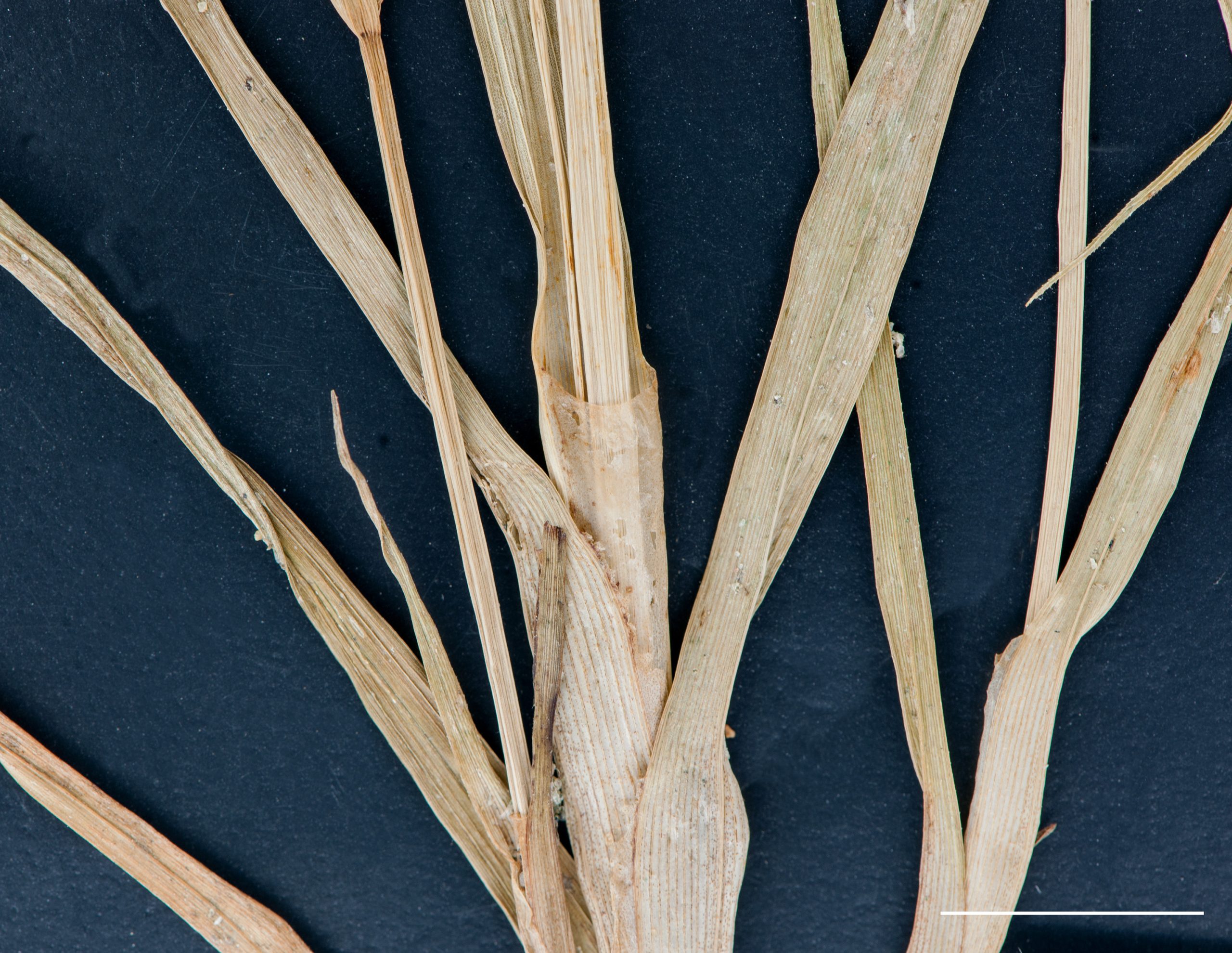 Gaine soudée, face abaxiale membrabeuse