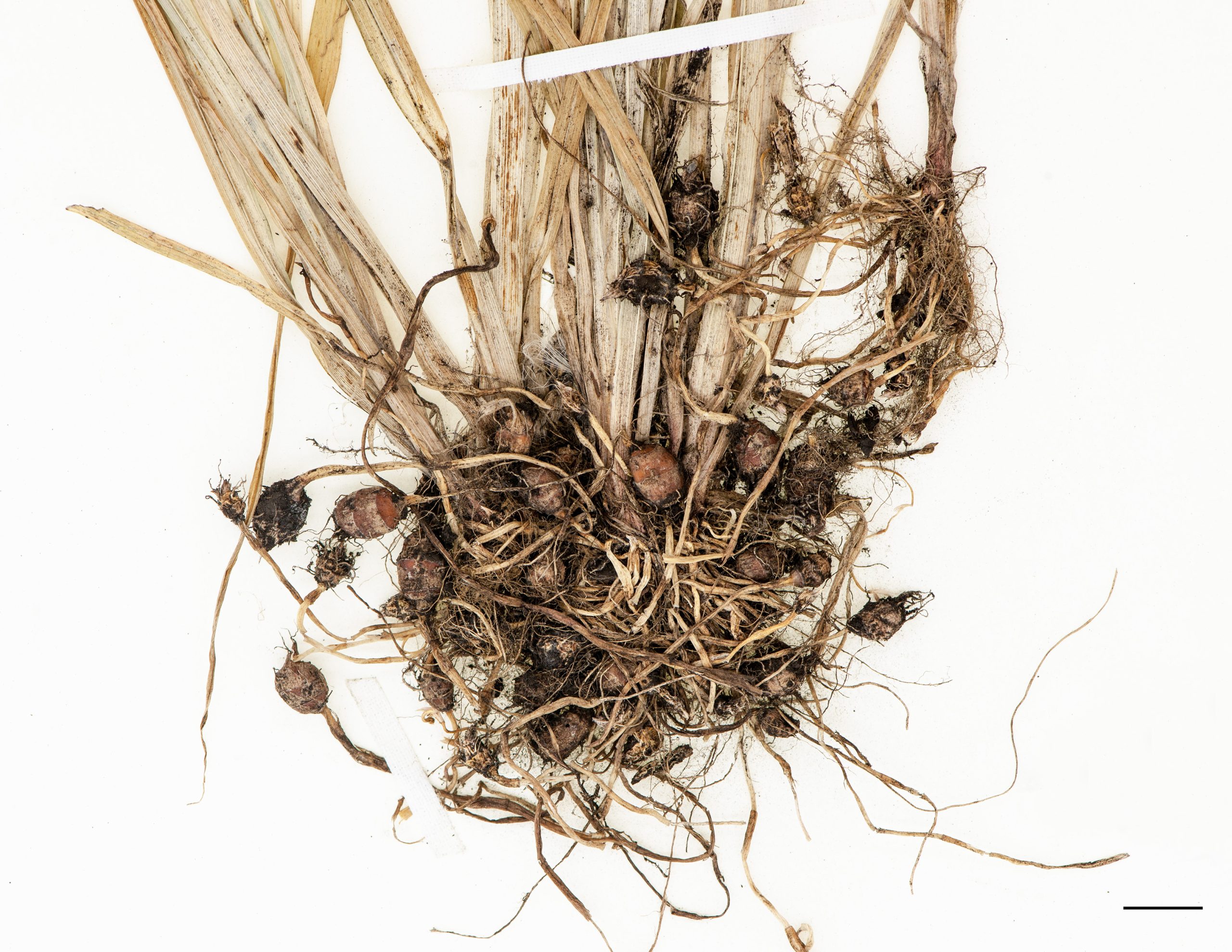 Racines fibreuses et présence de tubercules