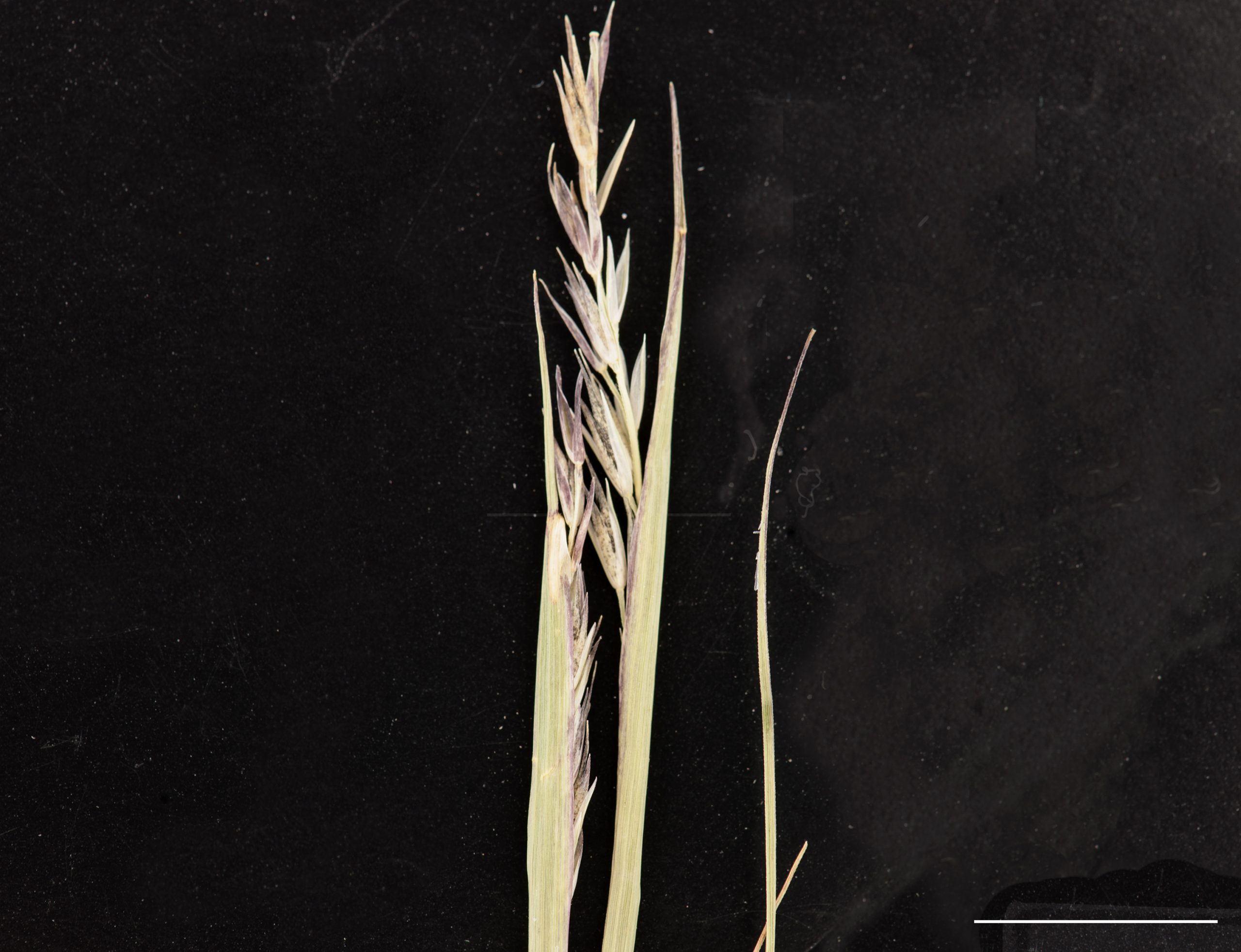 Section d'une inflorescence, panicule partiellement incluse