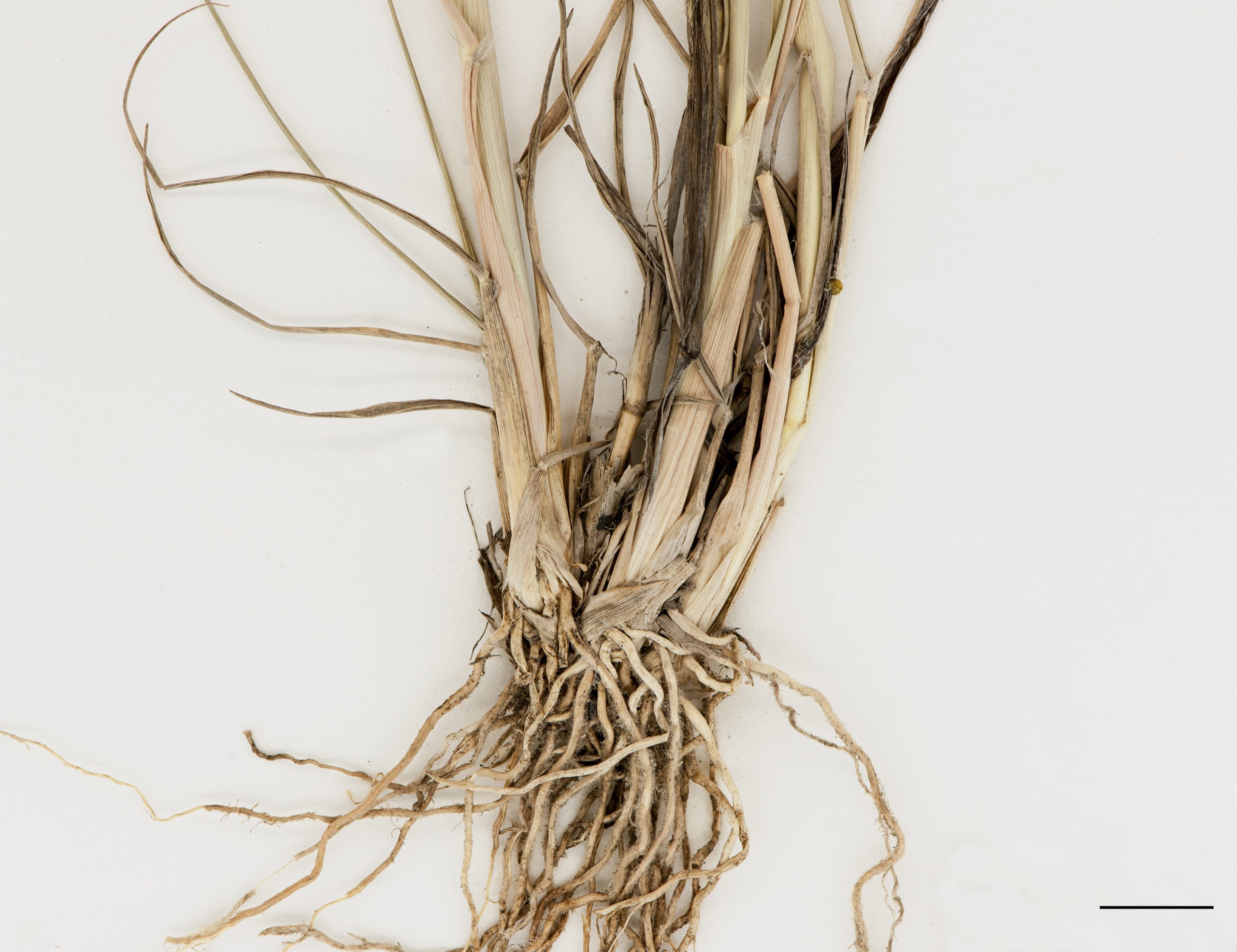 Rhizomes courts, racines fibreuses