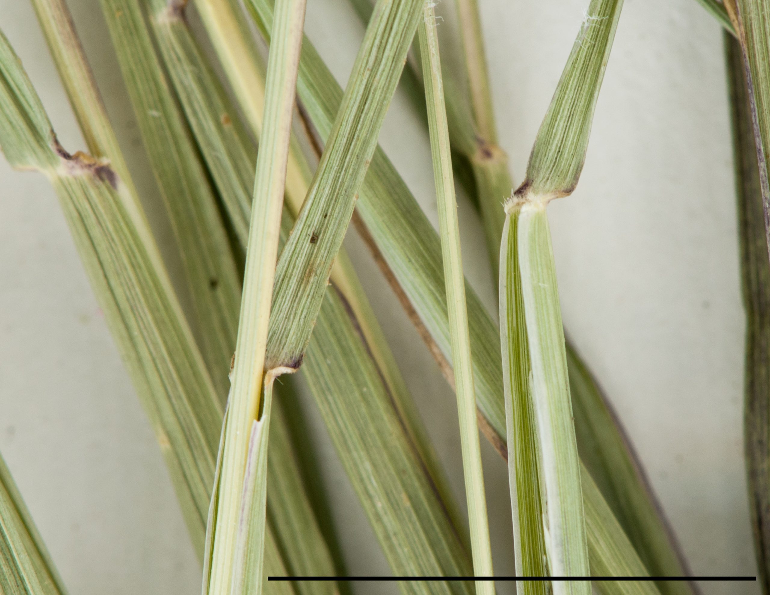 Marge de la gaine membraneuse, ligule ciliée