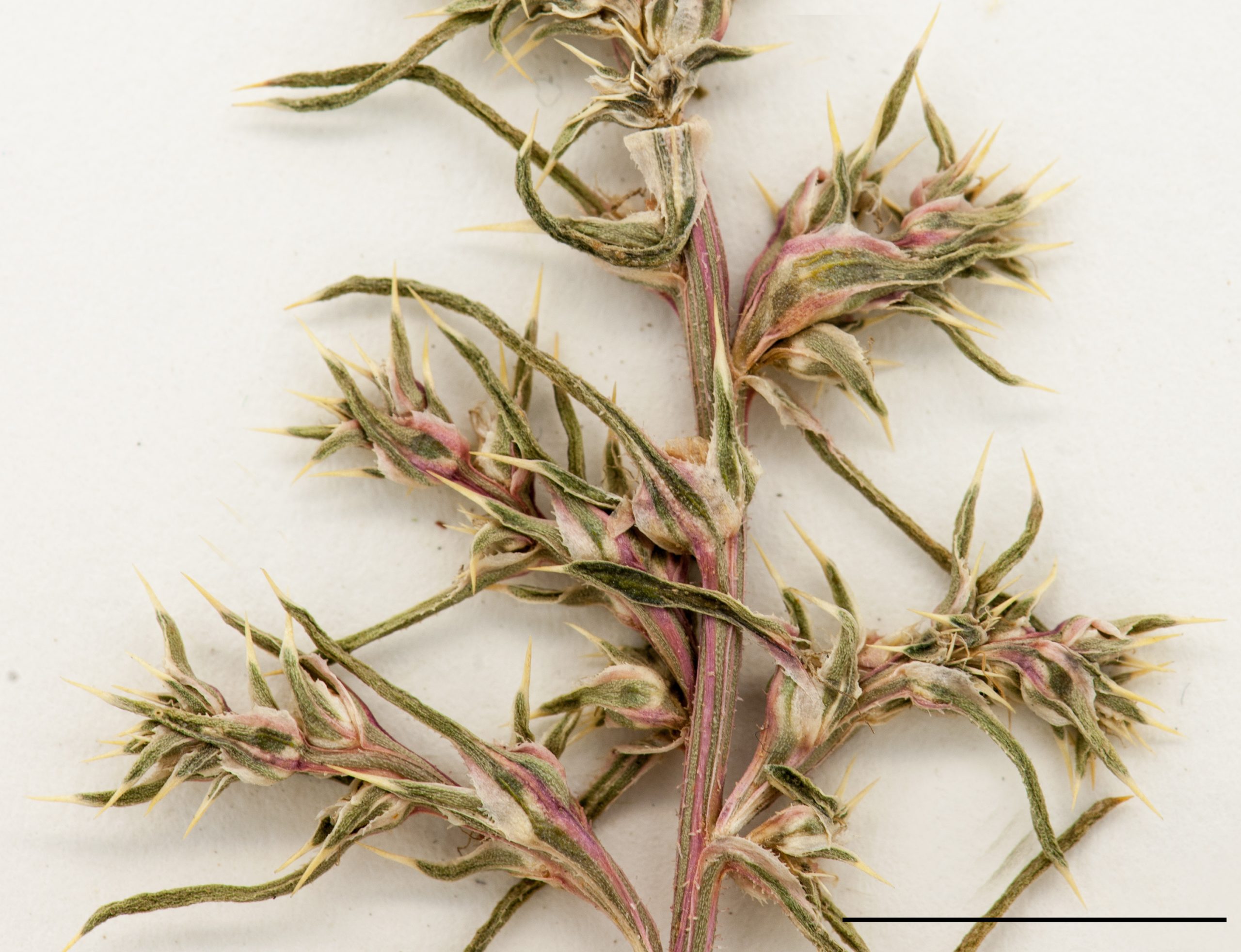 Fleurs de petite taille, solitaires ou réunies en grappes