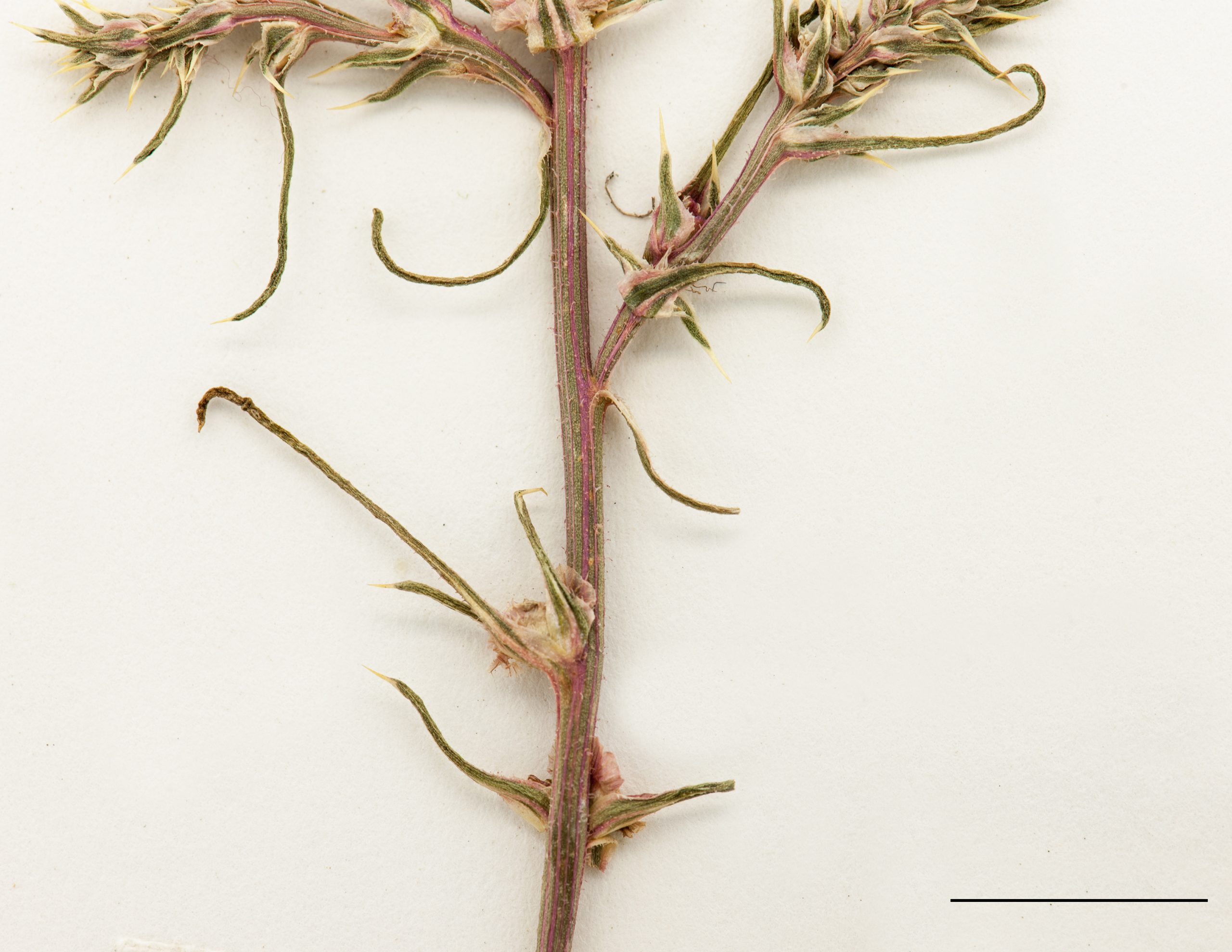 Tige striée de rouge, ramifiée