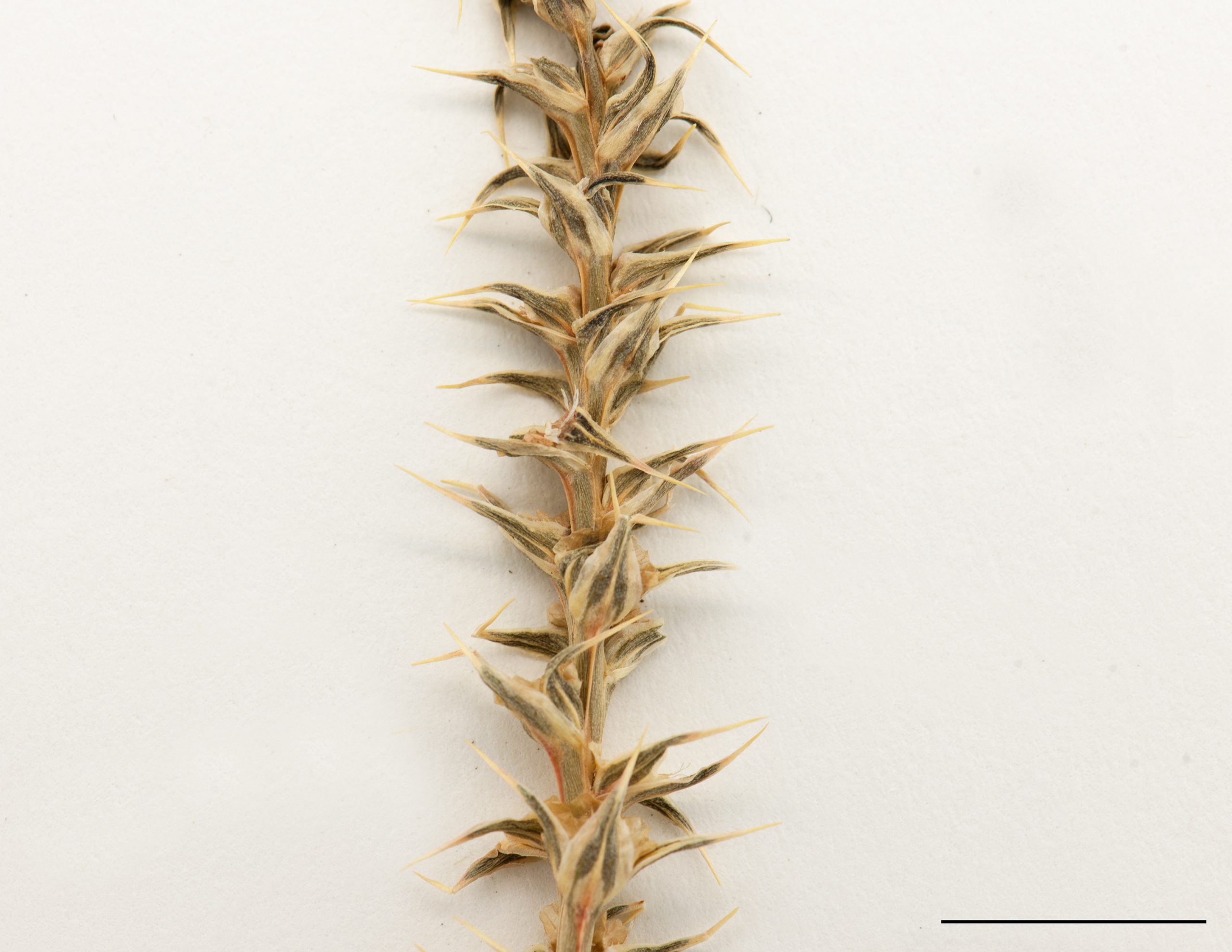 Feuilles raides, à pointe épineuse