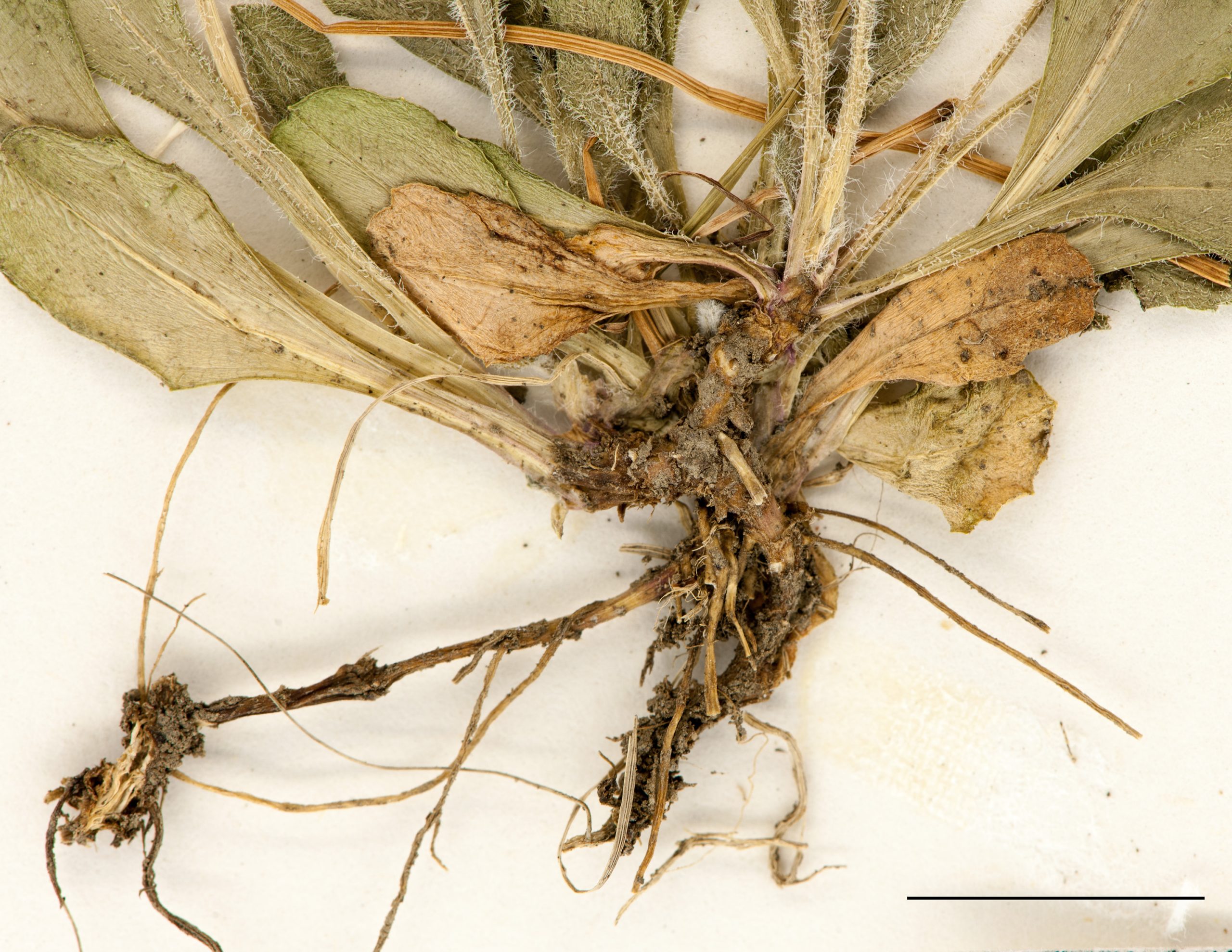 Racines fasciculées