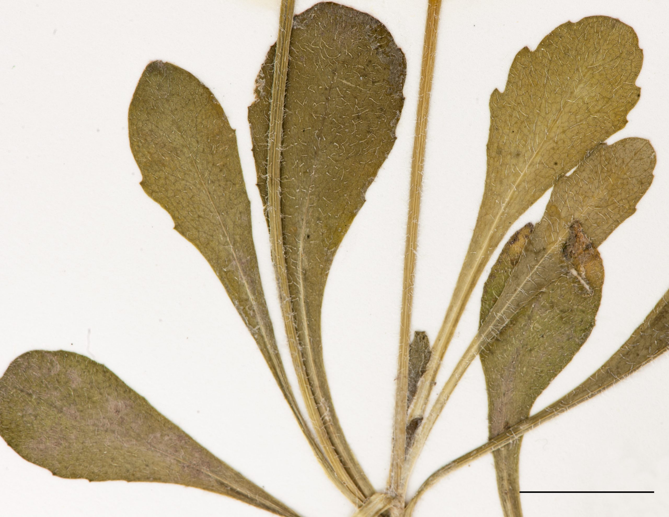 Feuilles pétiolées, pubescentes, toutes radicales en rosette obovale-spatulé