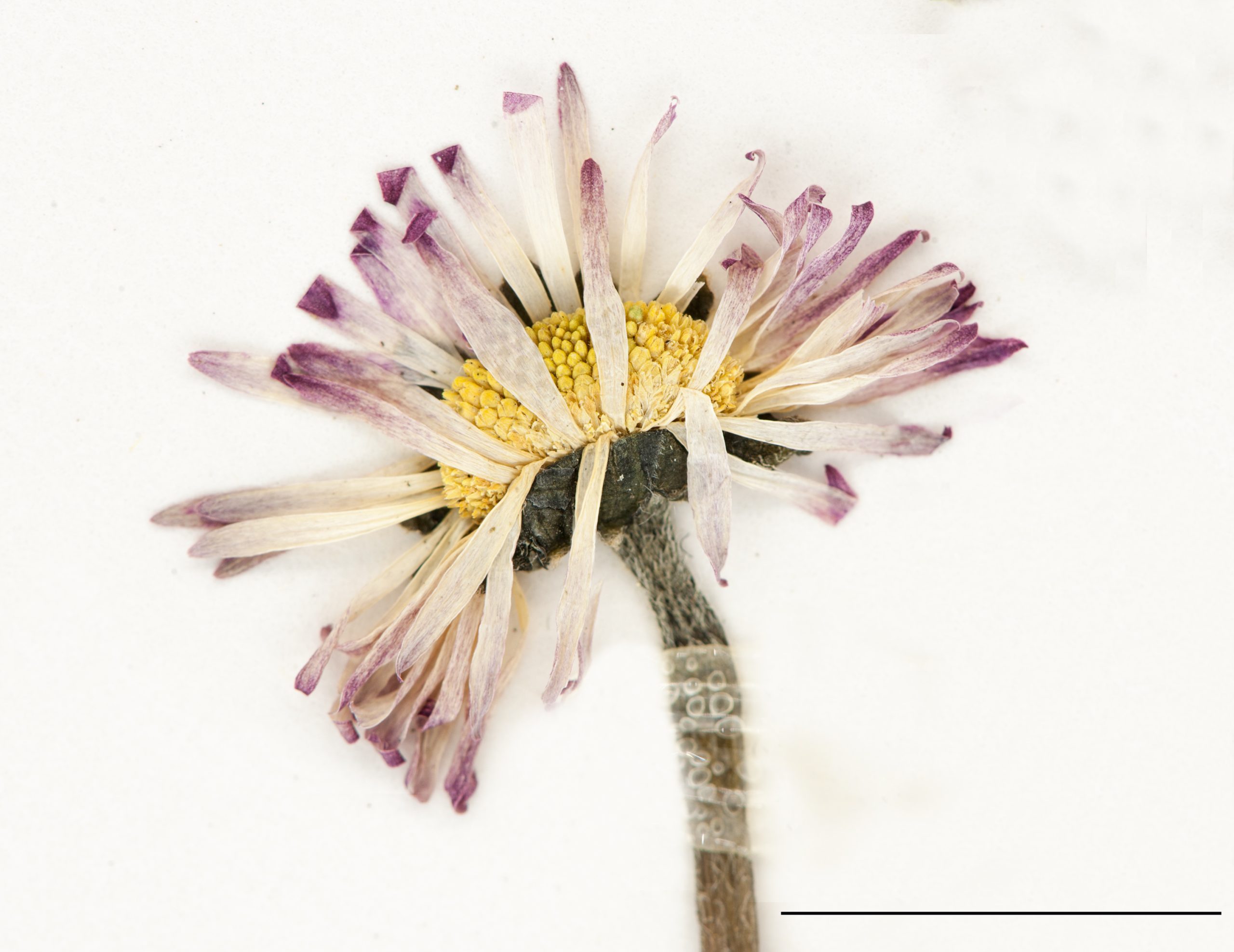 Petit capitule formé de fleurs tubulées jaunes au centre et de fleurs ligulées blanches ou purpurines sur le pourtour