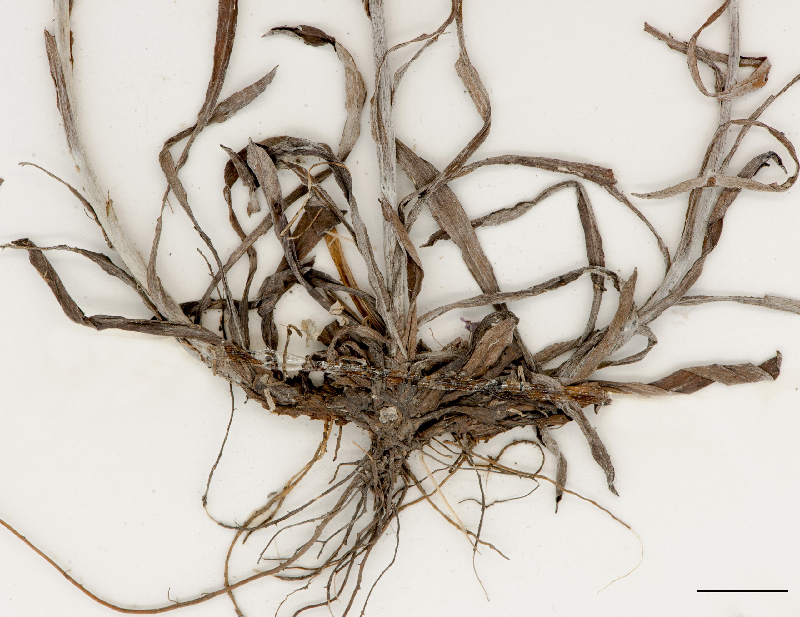 Racines fasciculées