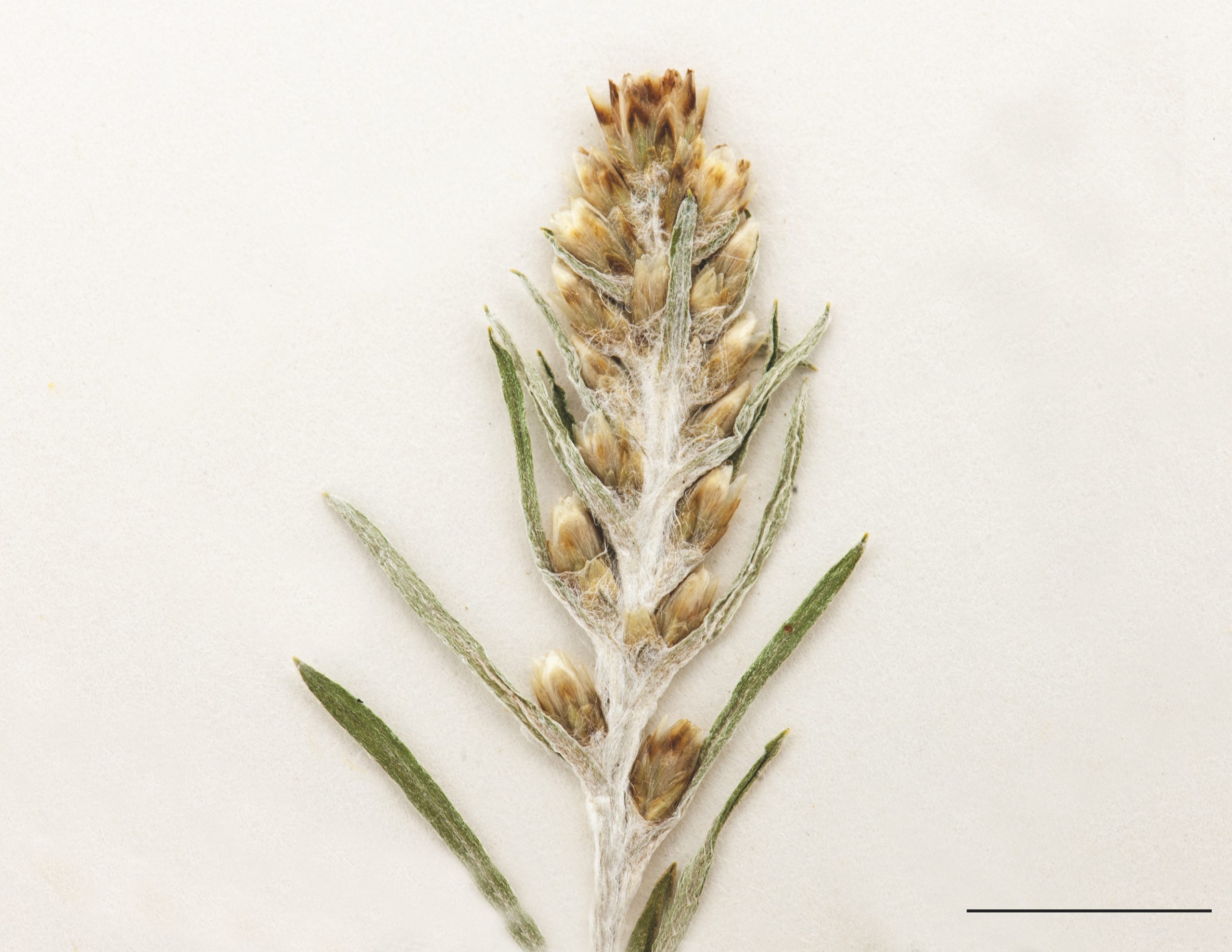 Capitules en développement disposés en grappe