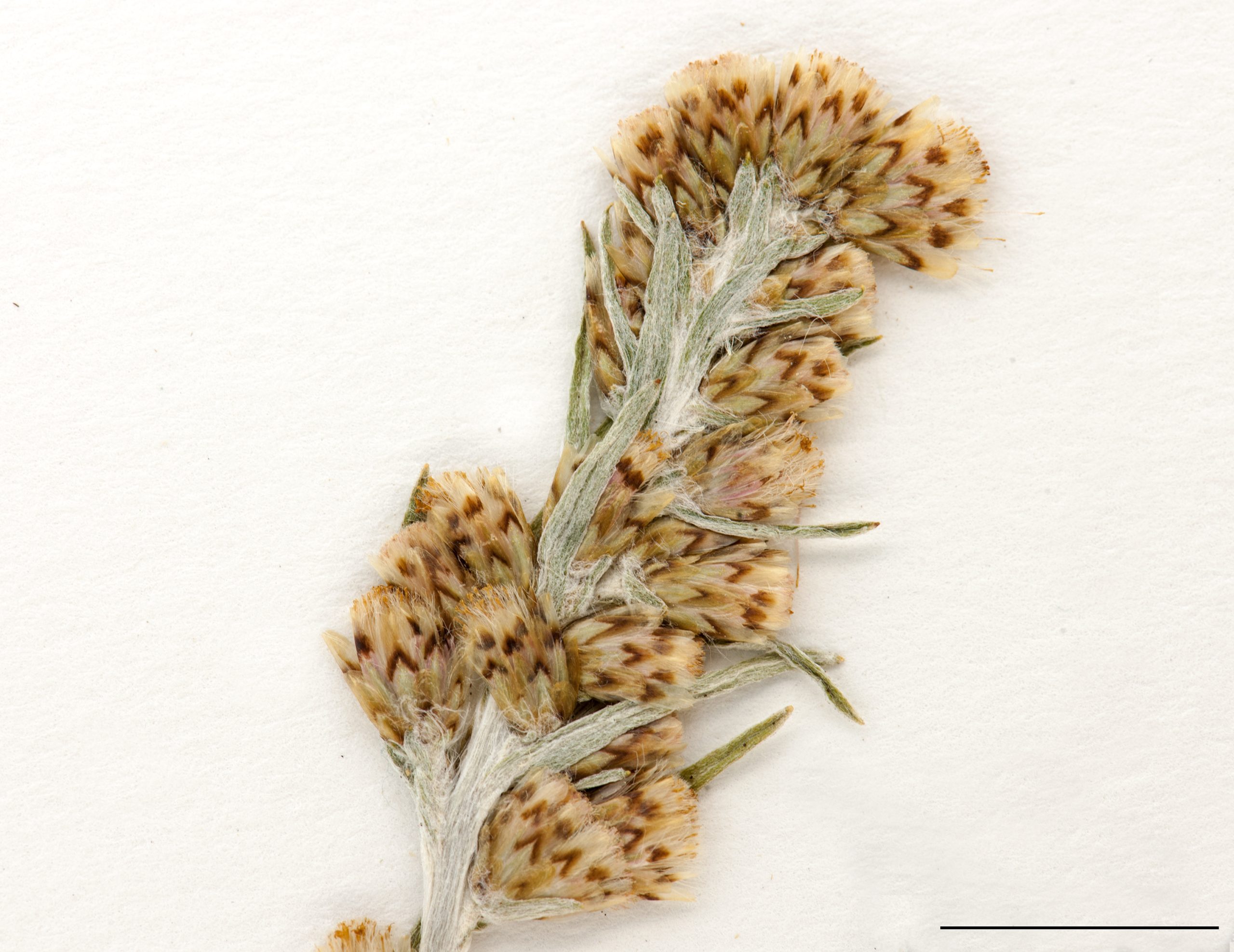 Capitule en fructification