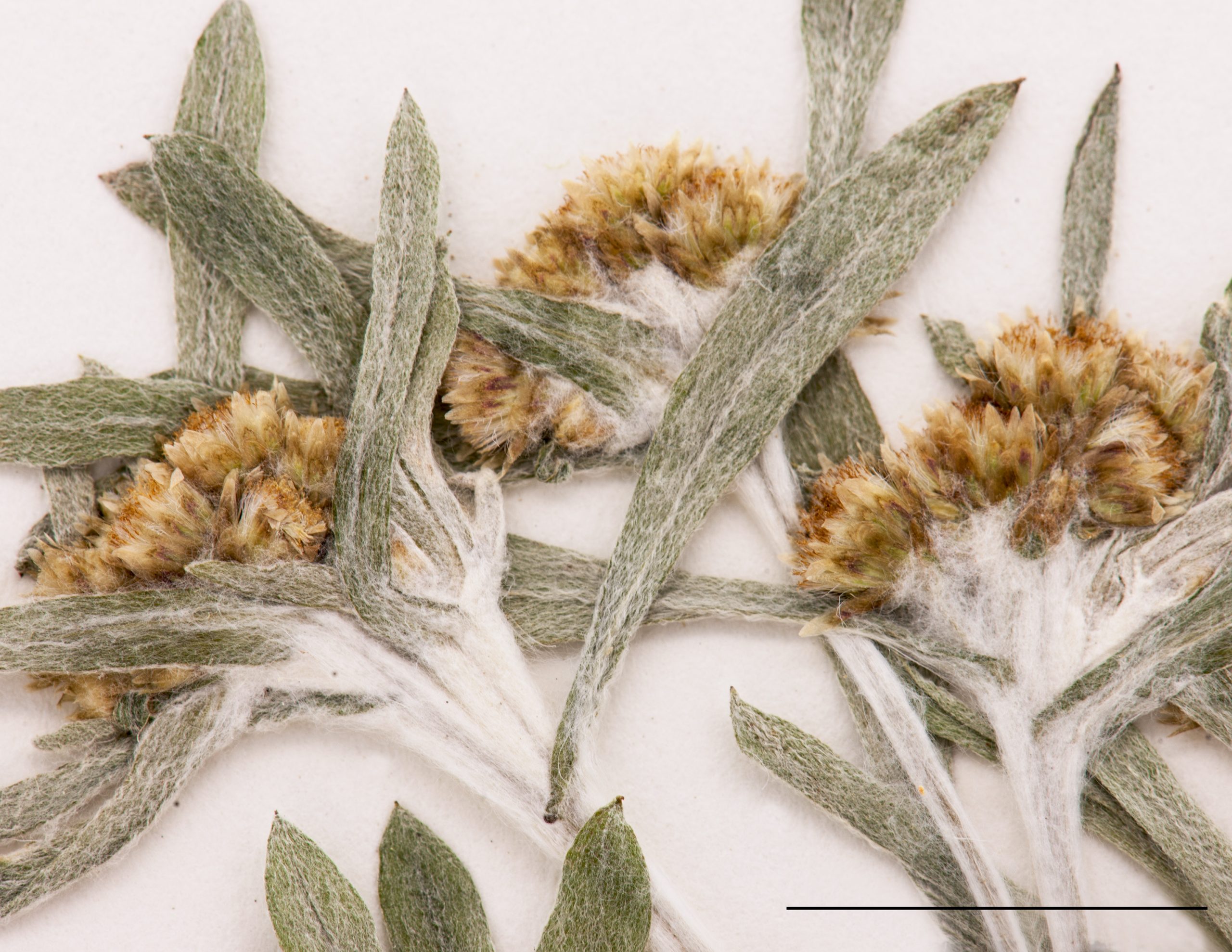 Inflorescence en glomérule compact au sommet de la tige et des rameaux