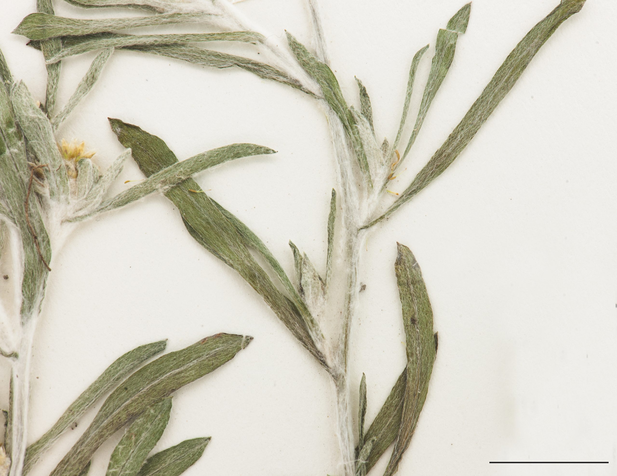 Feuilles allongées qui présentent une forte pubescence laineuse et blanchâtre