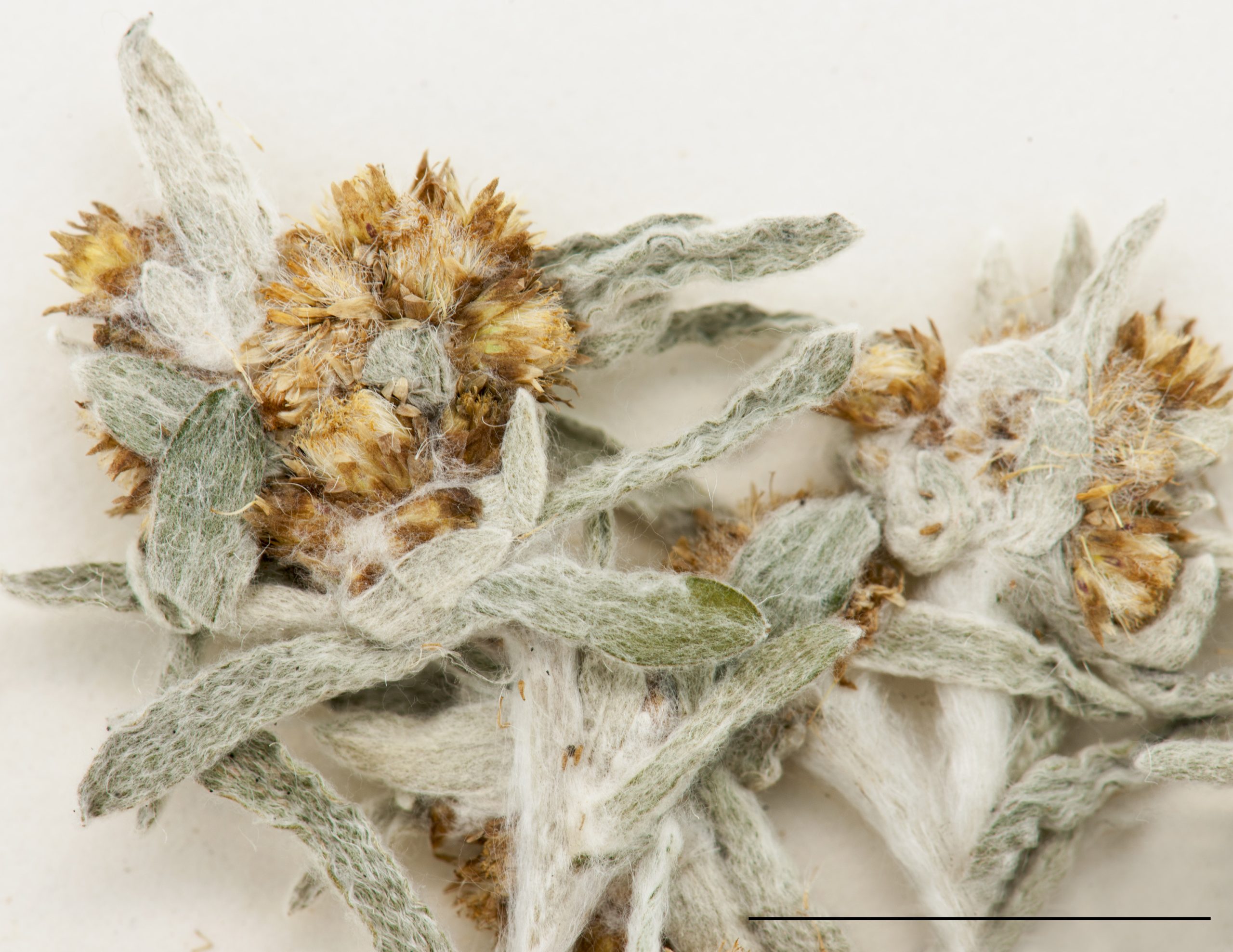 Fleurs composées de fleurons tubulés, blanchâtres à brunâtres