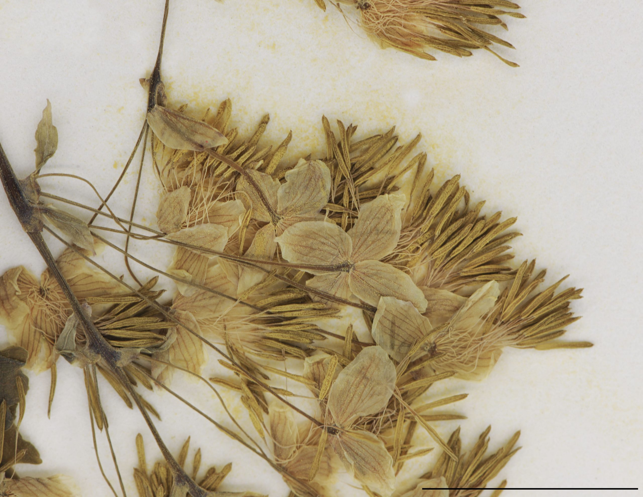Fleurs mâles réunies en panicule, munies de 4 sépales; étamines nombreuses, à anthères jaunes portées par un long filet.