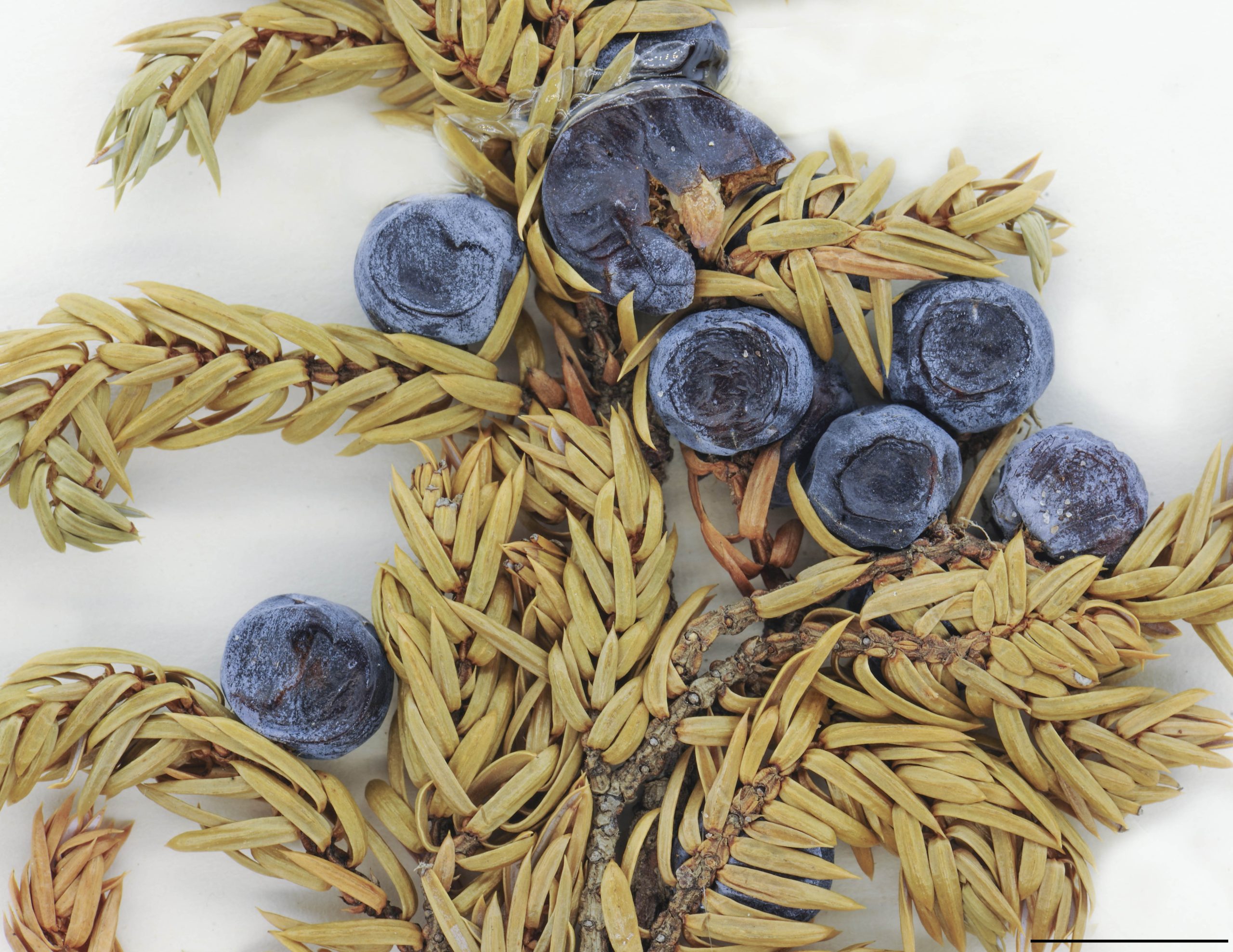 Baies globuleuses à ovoïdes, bleuâtres ou noirs, couvert d'une couche cireuse blanchâtre, 6 à 13 mm de diamètre, à maturité en 2 ans.