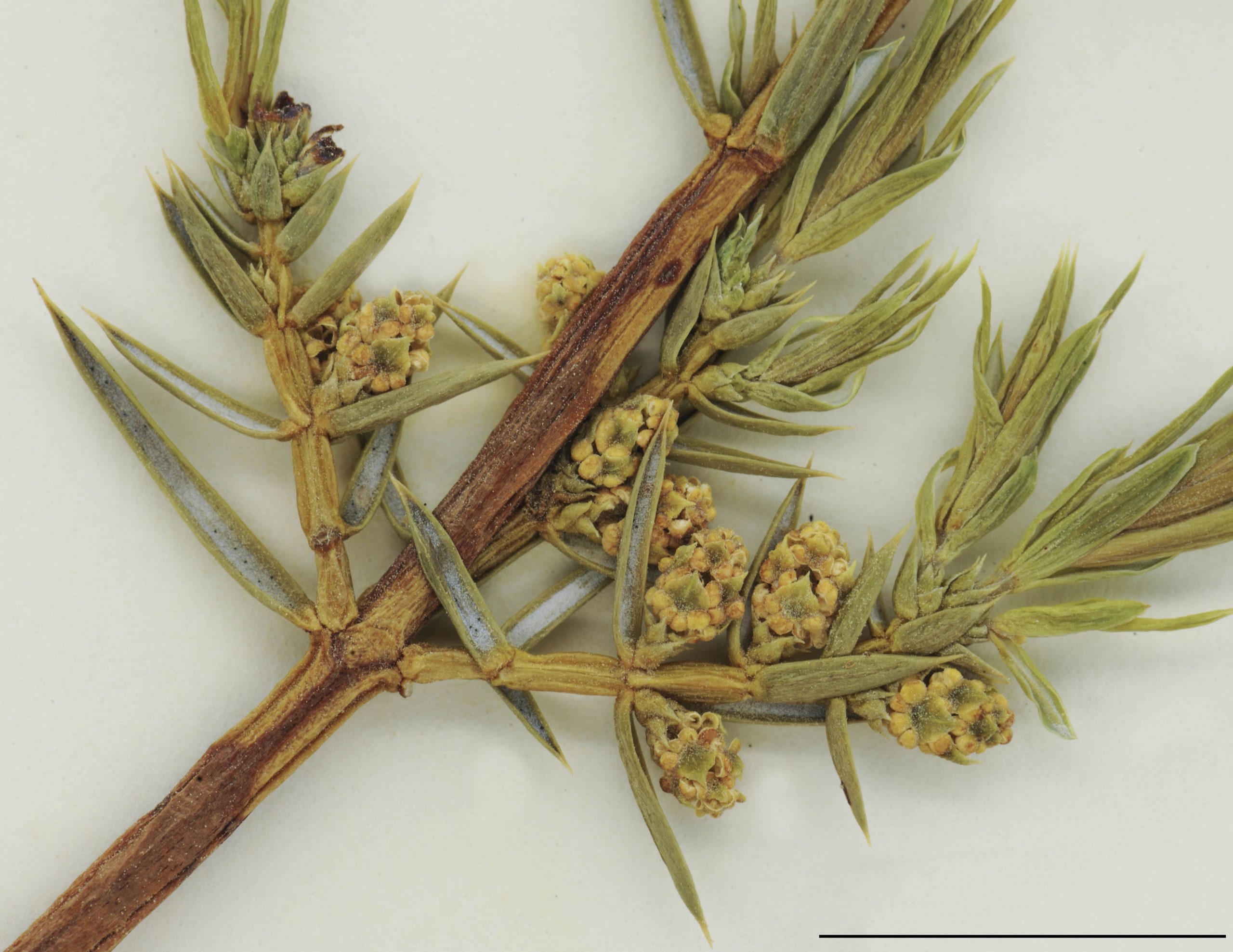 Cônes staminés très petits, axillaires, ovoïdes, jaunâtres.