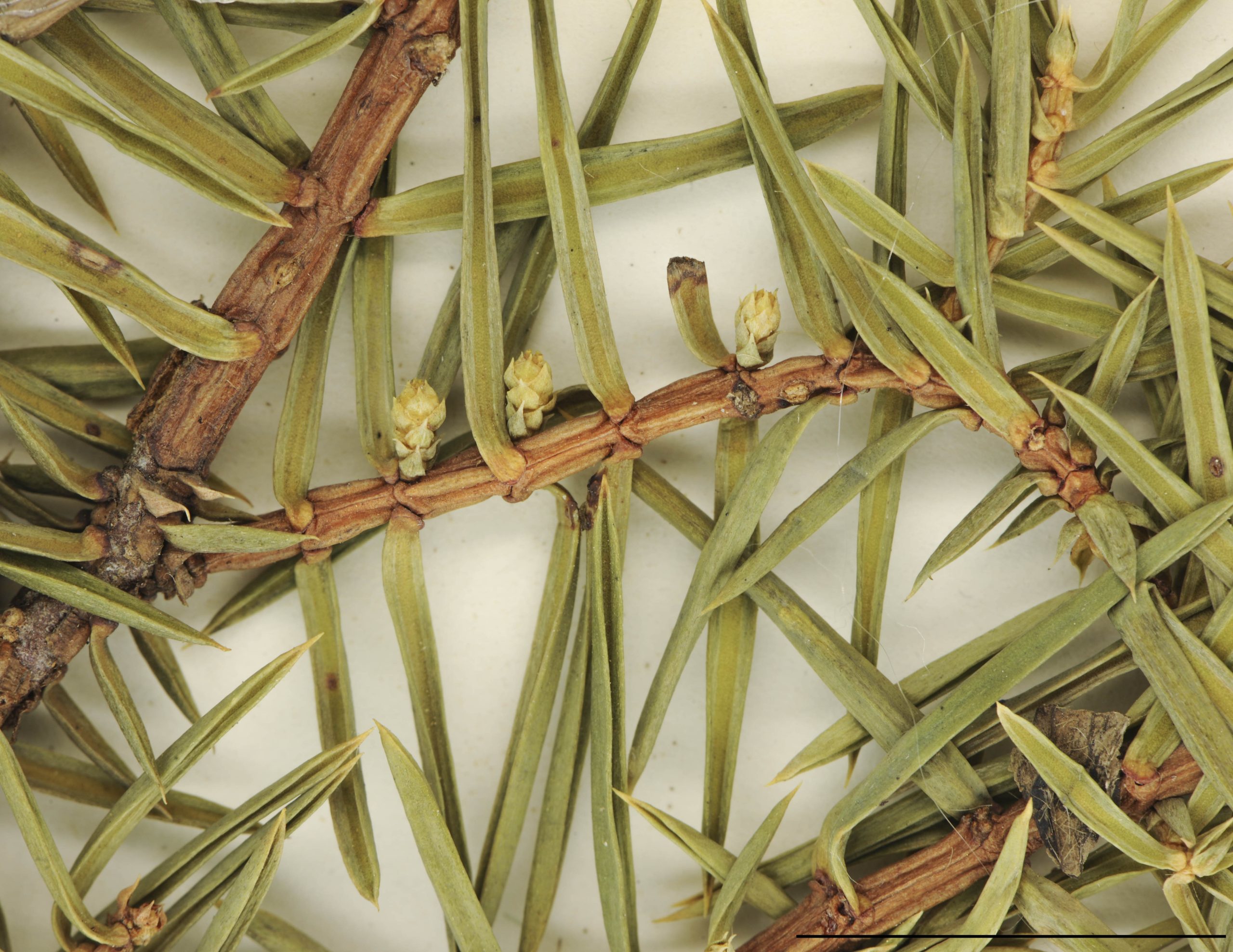 Cônes pistillés minuscules, axillaires, globuleux, verdâtres; fleurs 3-8, recouvertes de petites écailles.