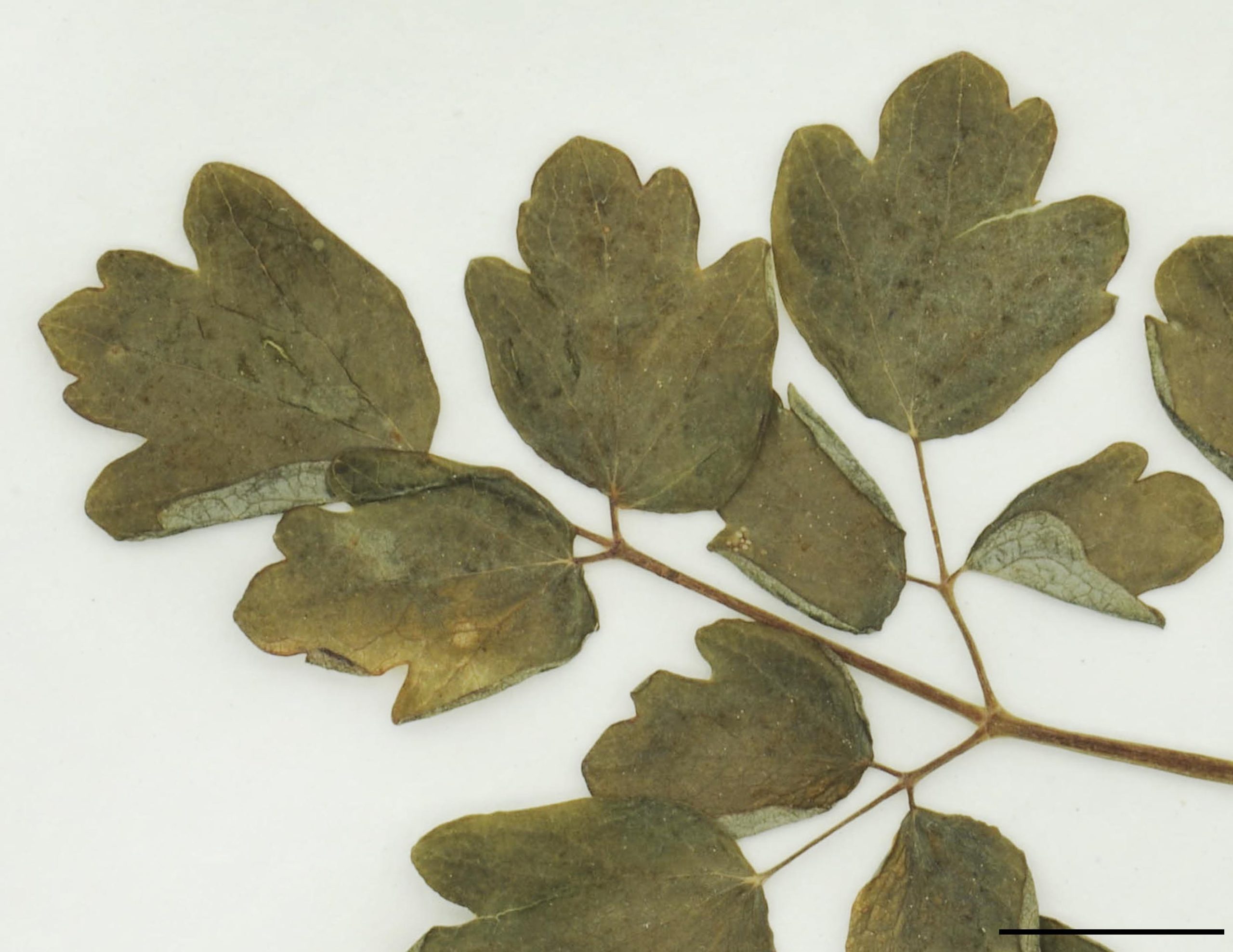 Folioles elliptiques, obovés ou suborbiculaires, minces, 3-9 lobés, vert tendre, 1,5-2,5 cm de long.