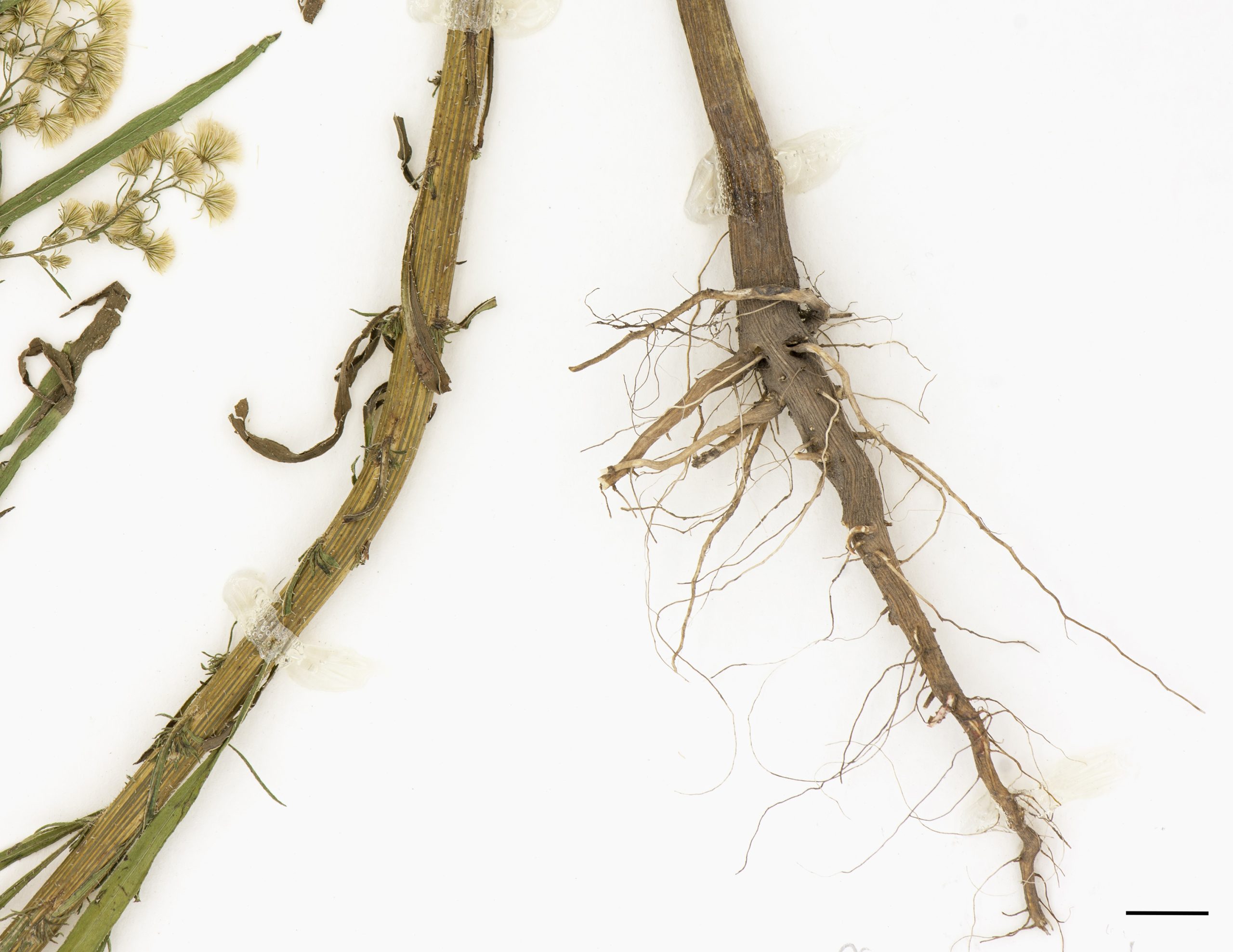 Racine pivotante courte et racines fasciculées.