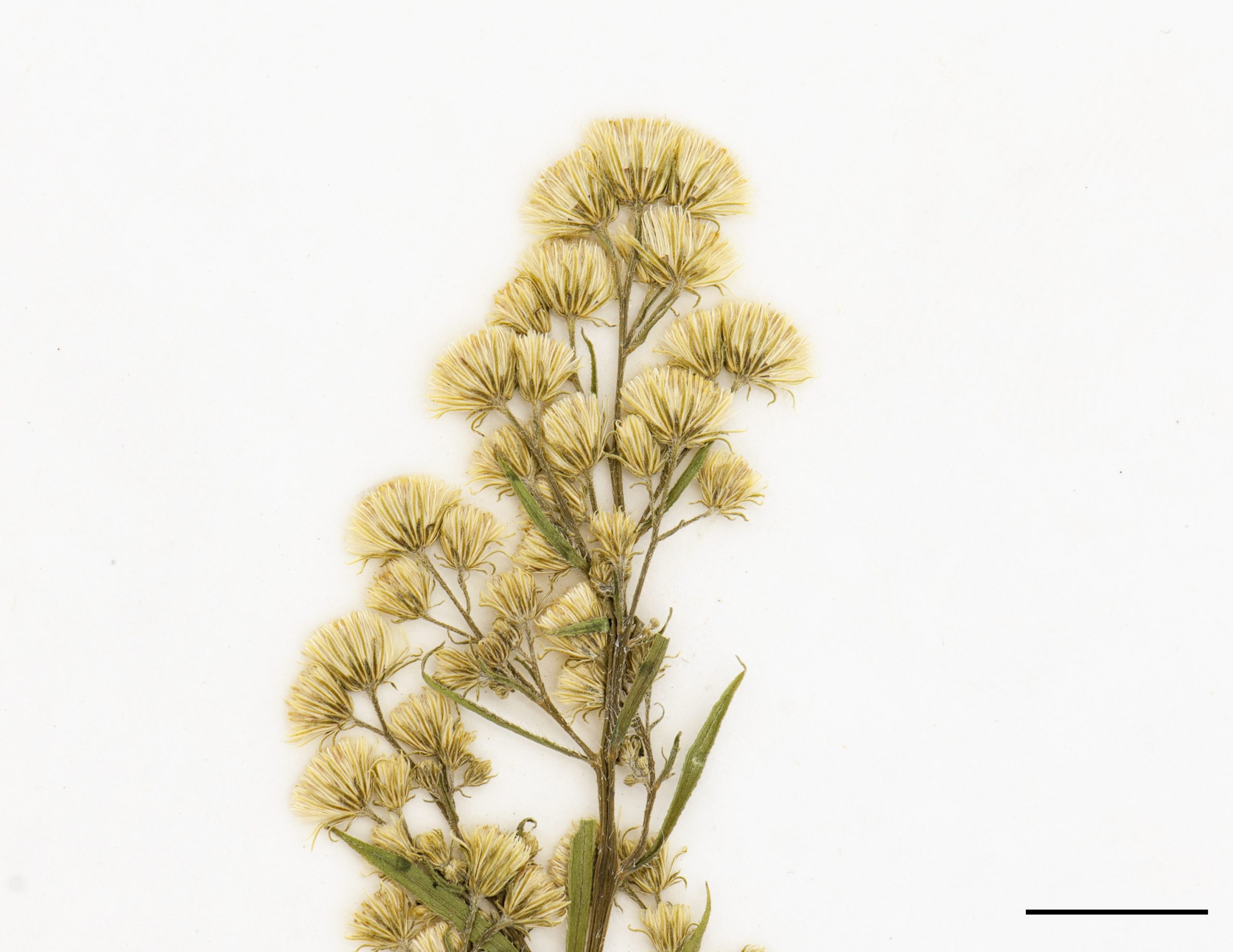 Fleurs blanchâtres à verdâtres, sans rayons, réunies en petits capitules groupés au sommet des tiges, ces derniers très nombreux.