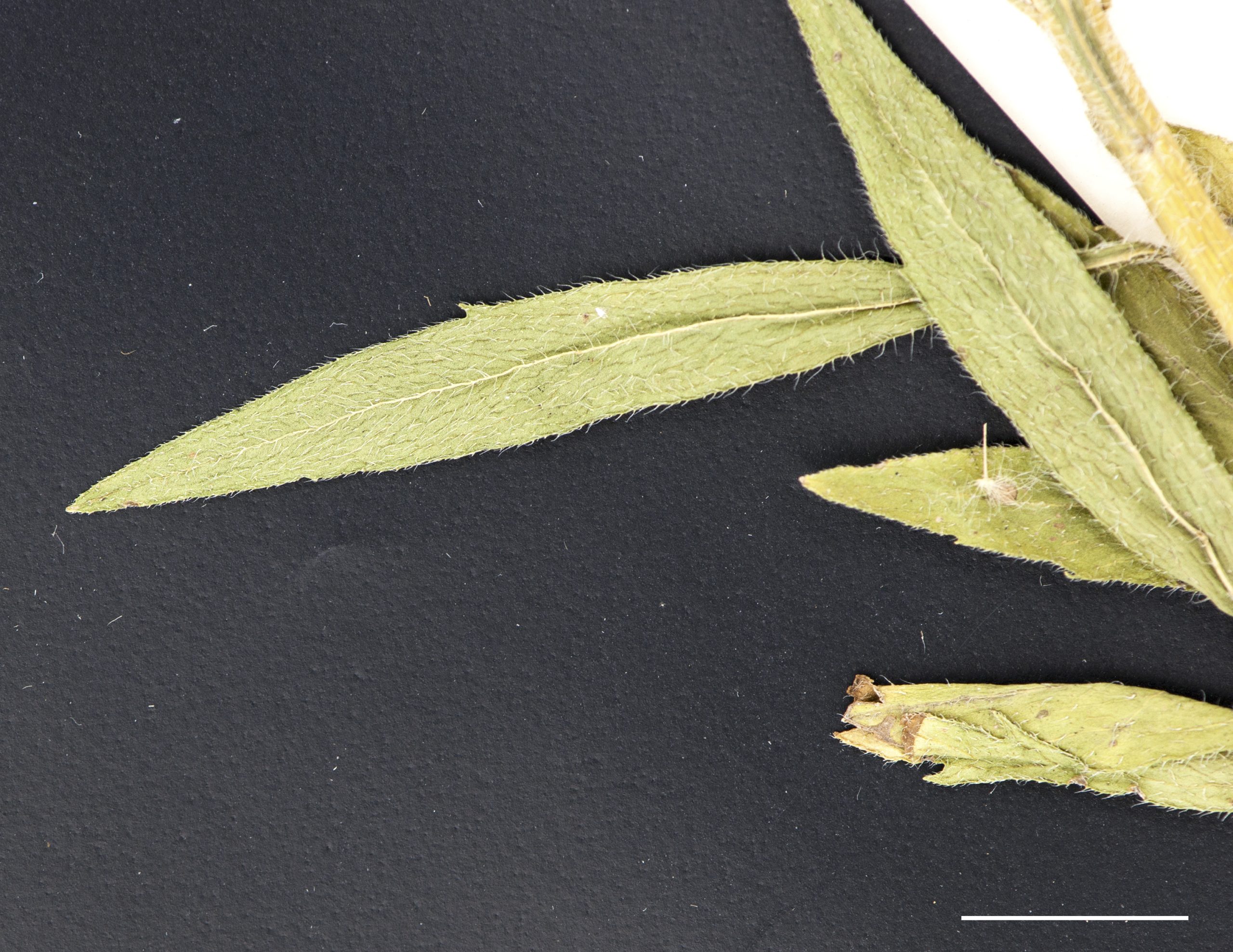 Feuilles allongées, entières ou avec quelques dents sur le bord du limbe, pubescentes, longs cils dressés à la marge dans la partie inférieure du limbe.