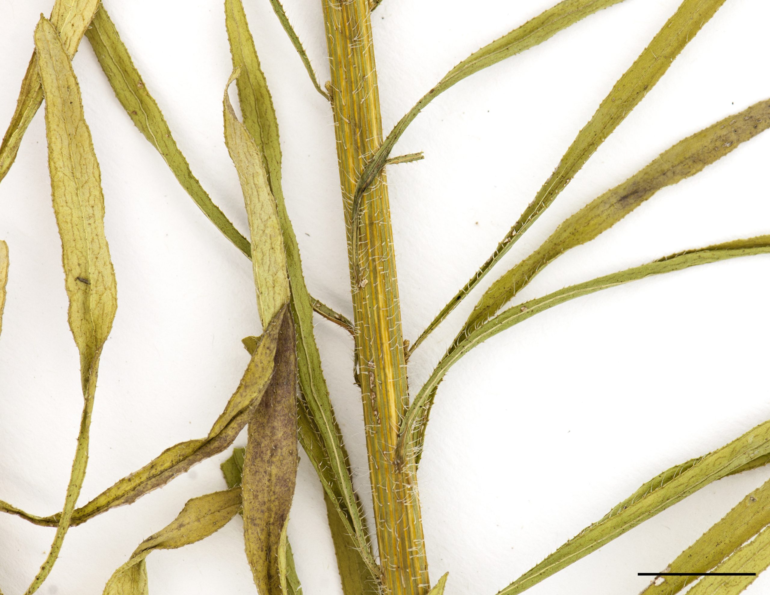 Tige légèrement anguleuse, nettement pubescente.