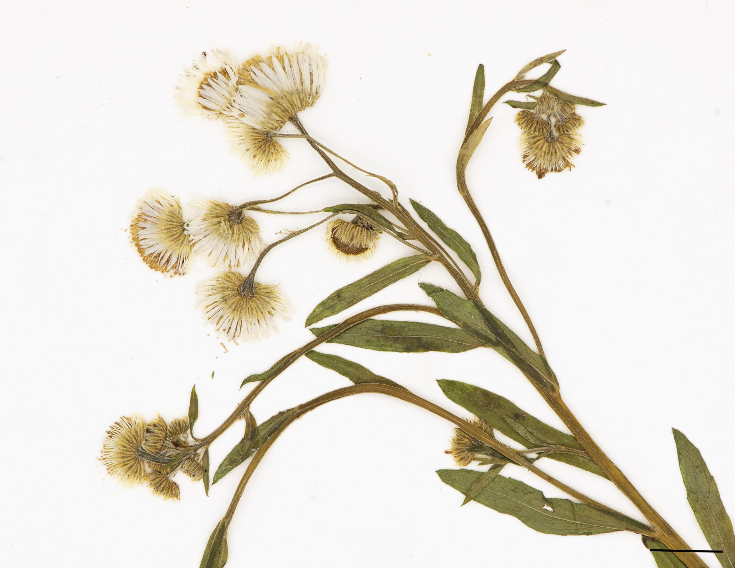 Fleurs tubulées jaune (celles au centre), rayons blancs rarement teintées de pourpre, capitules groupés au sommet des tiges.