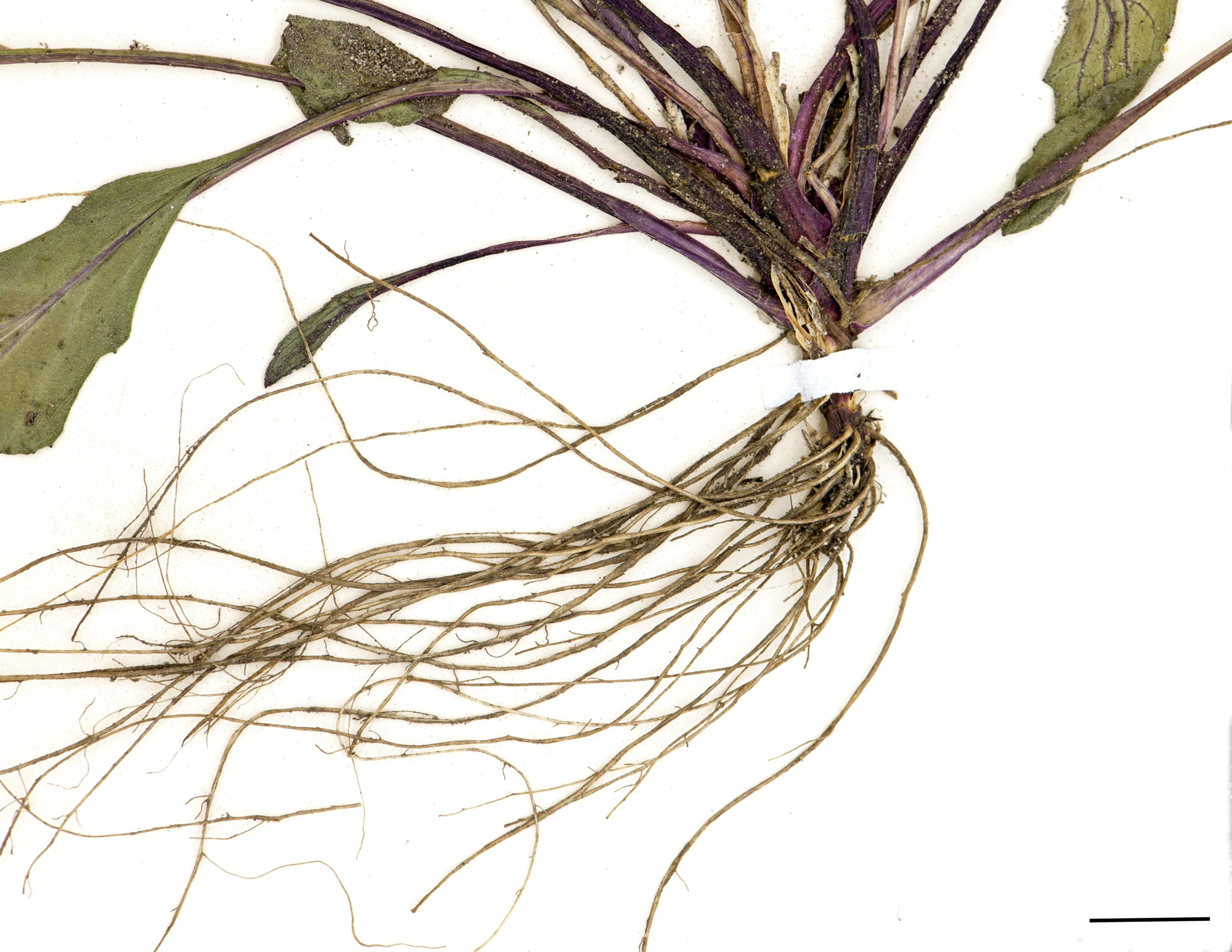 Racine pivotante courte et racines fasciculées.