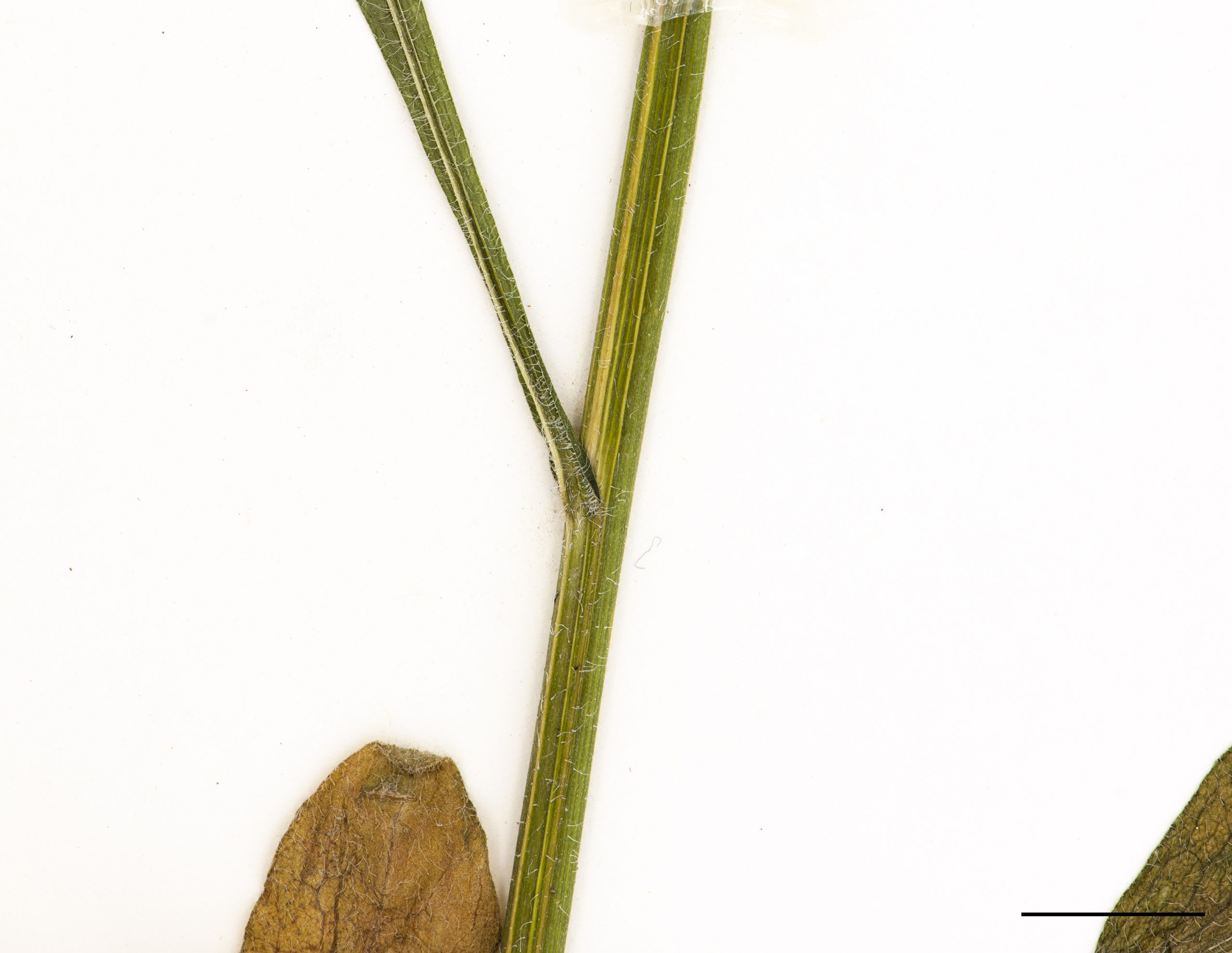 Tige légèrement anguleuse, finement pubescent.