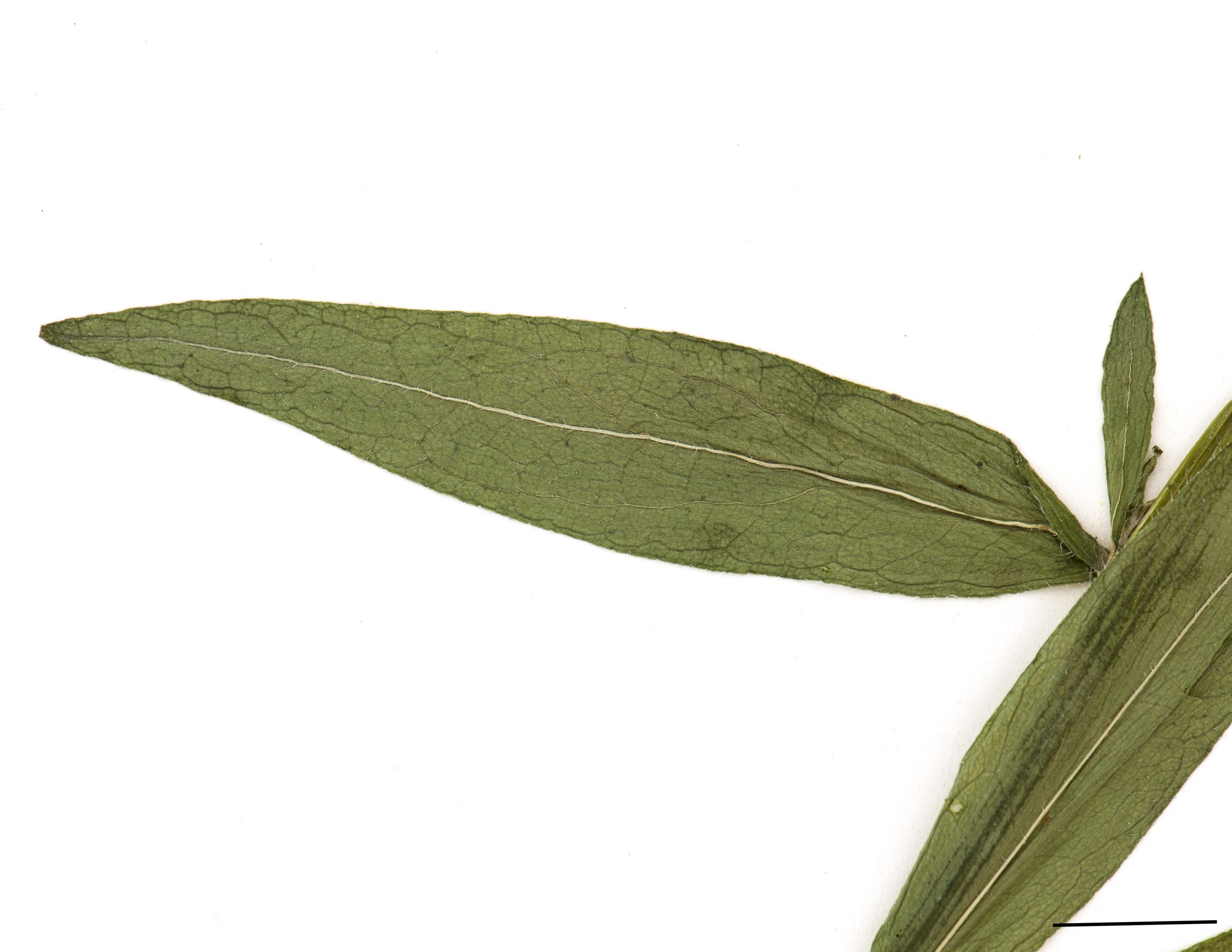 Feuilles lancéolées, les inférieures oblongues, presque toutes fortement dentées, peu pubescentes, poils courts.